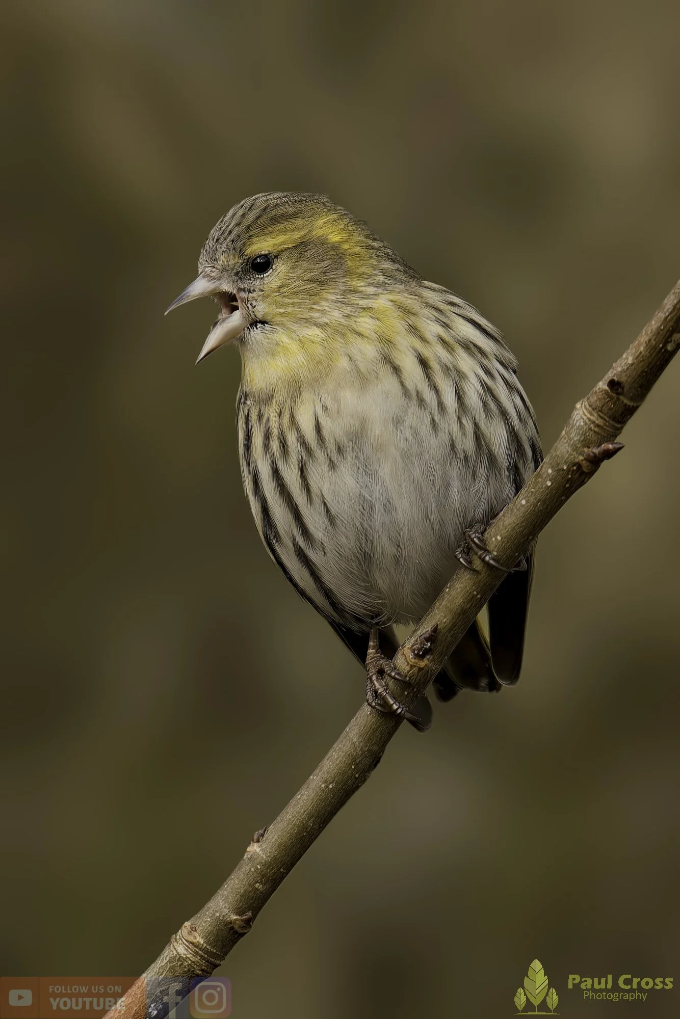 Siskin-00317.jpg