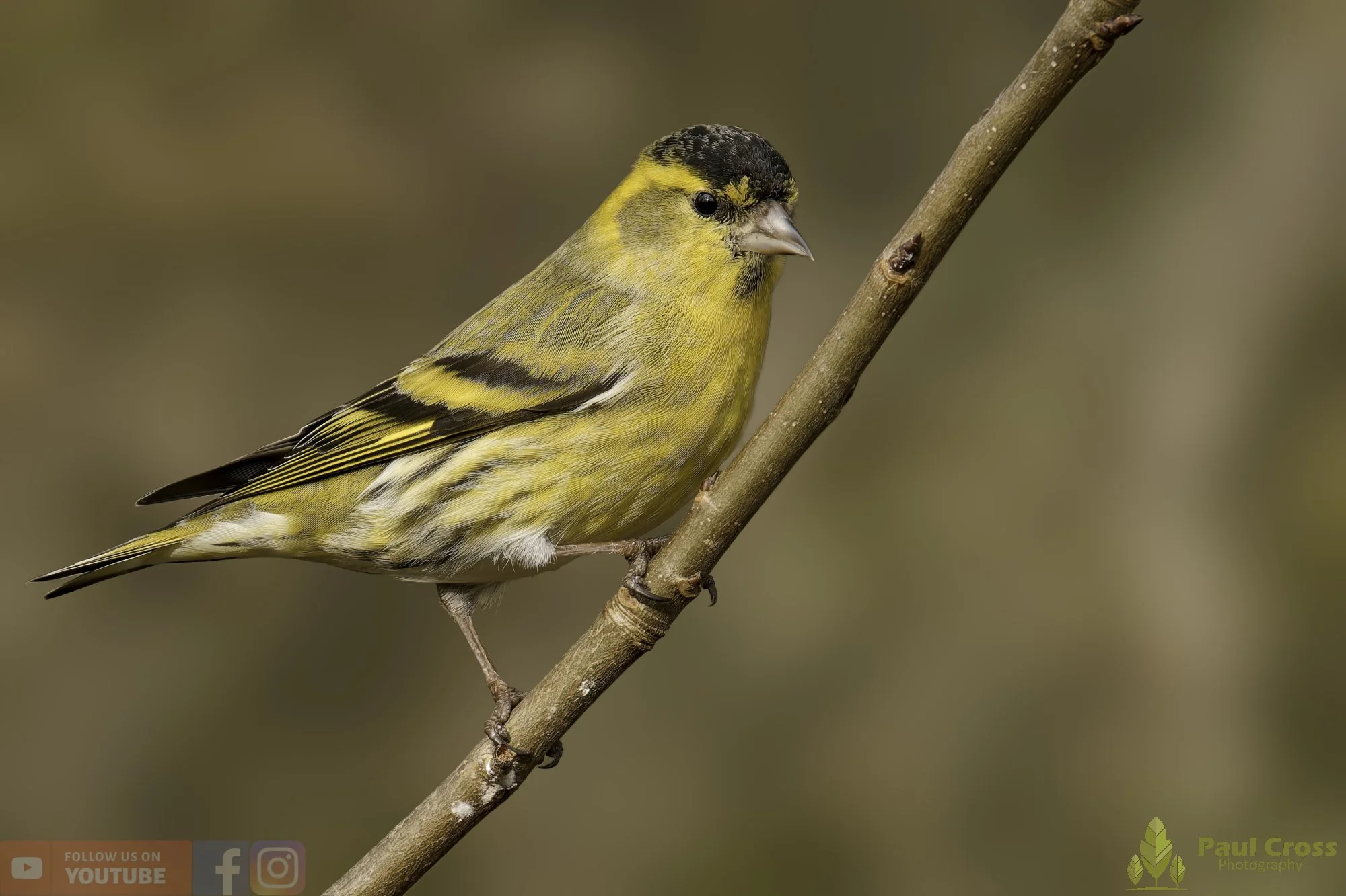 Siskin-00318.jpg