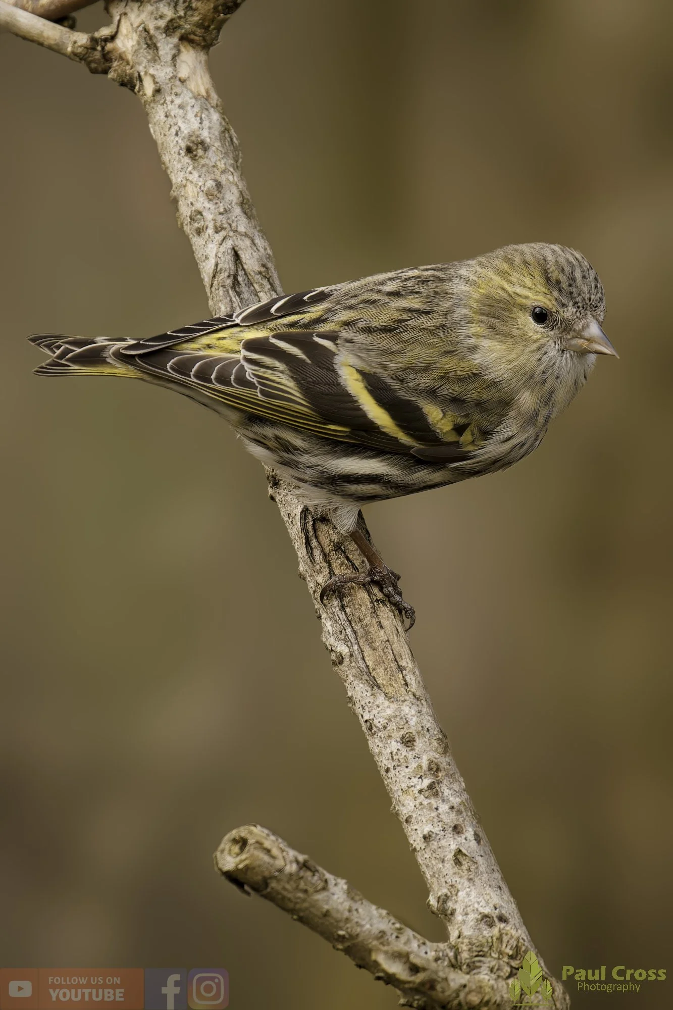 Siskin-00319.jpg