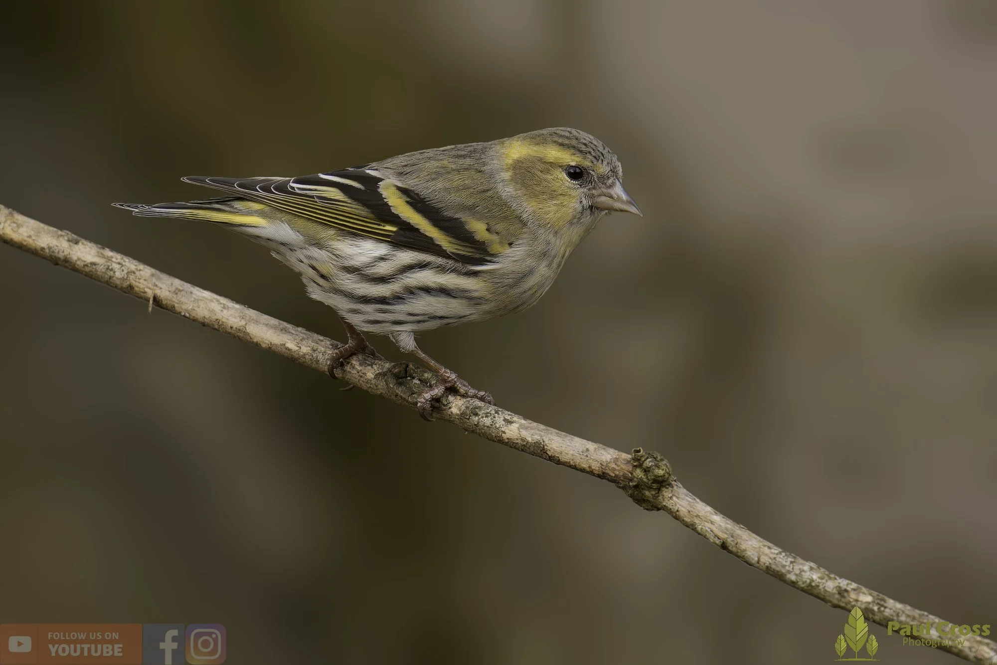 Siskins in the Winter Woodland – Warnham Local Nature Reserve