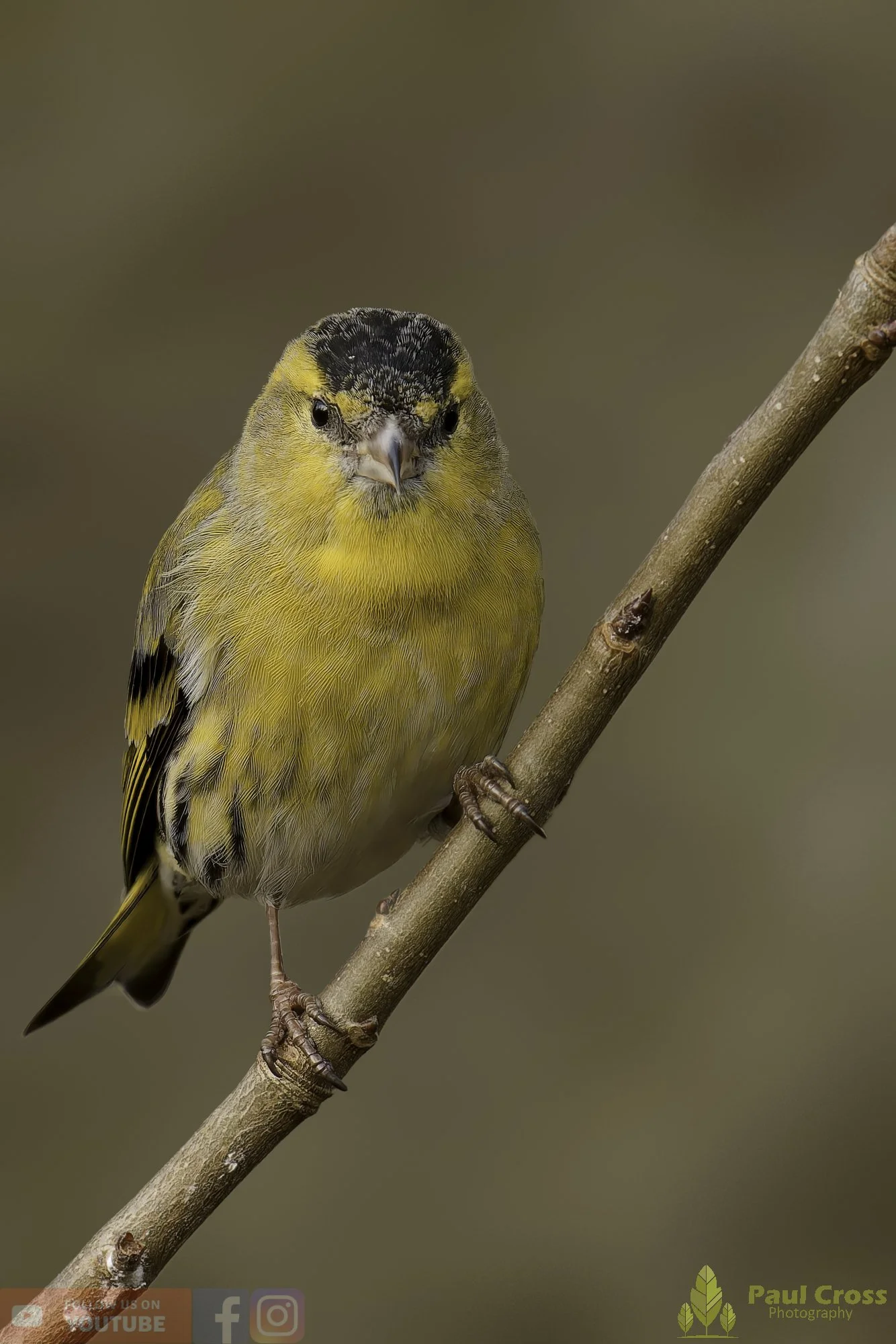 Siskin-00323.jpg