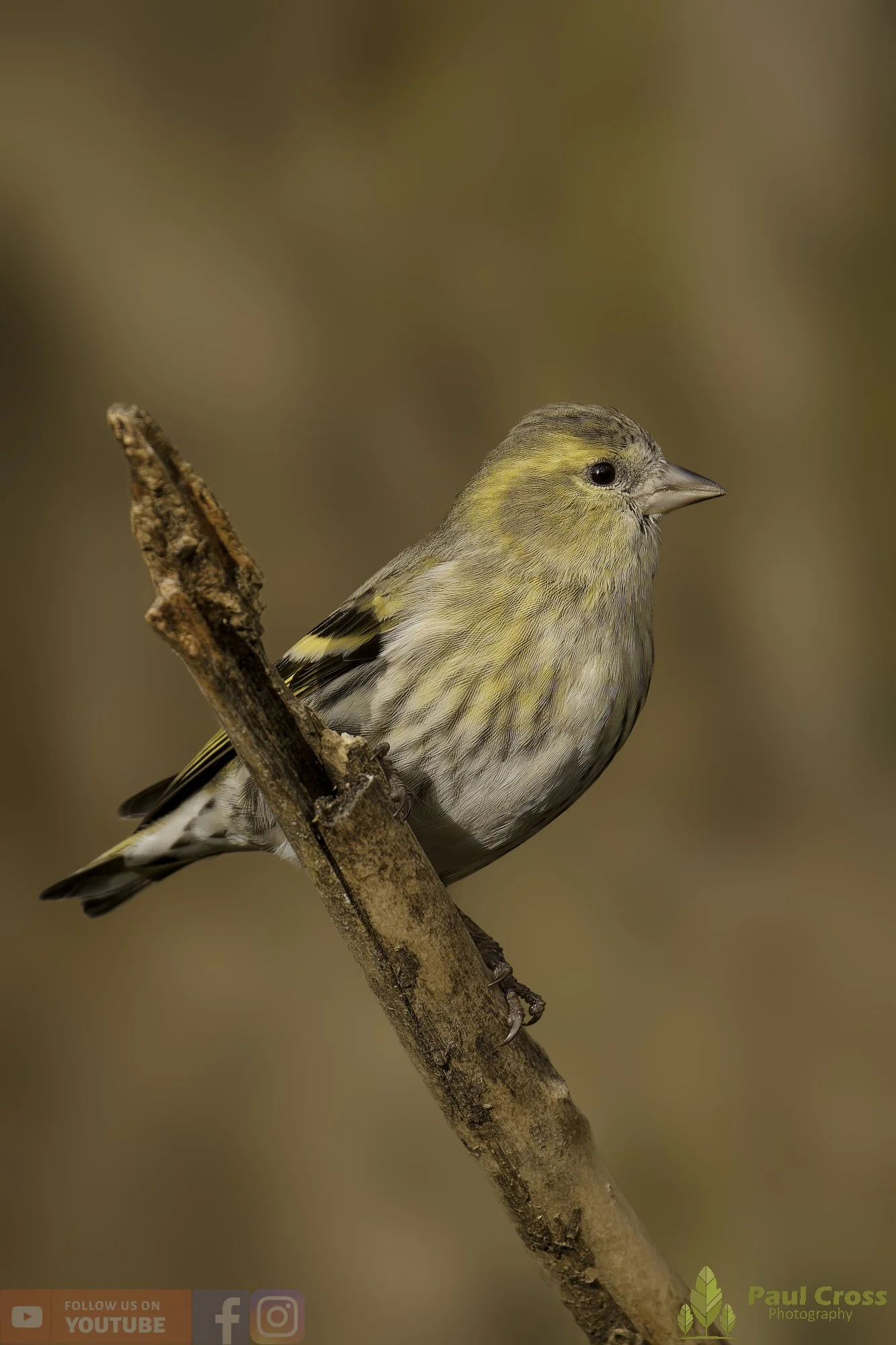 Siskin-00325.jpg