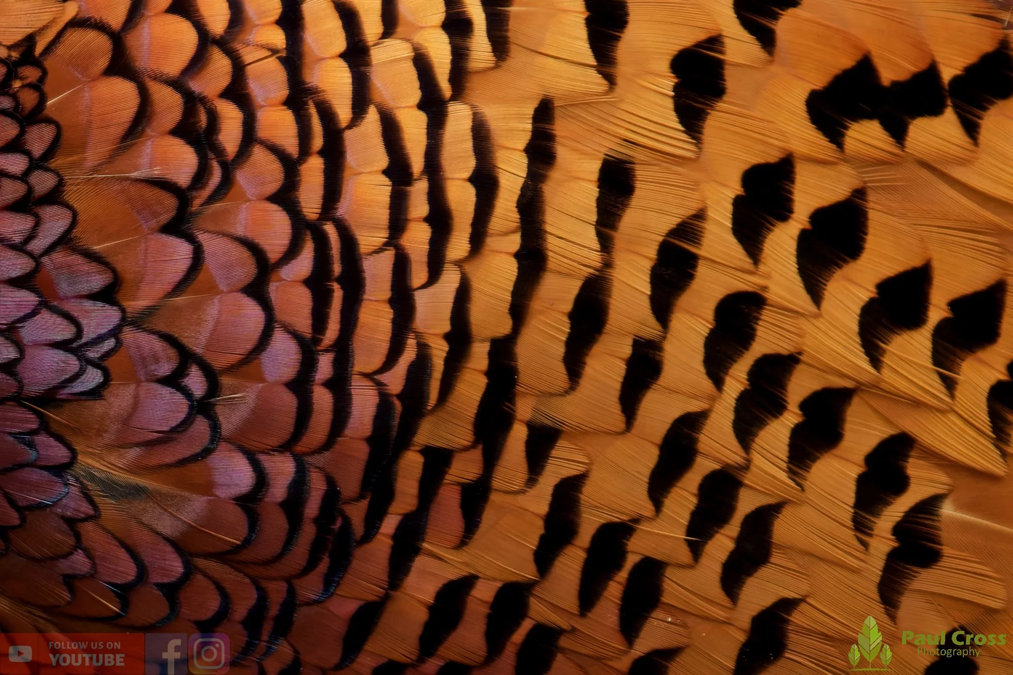 A Closer Look at a Pheasant – Warnham Local Nature Reserve