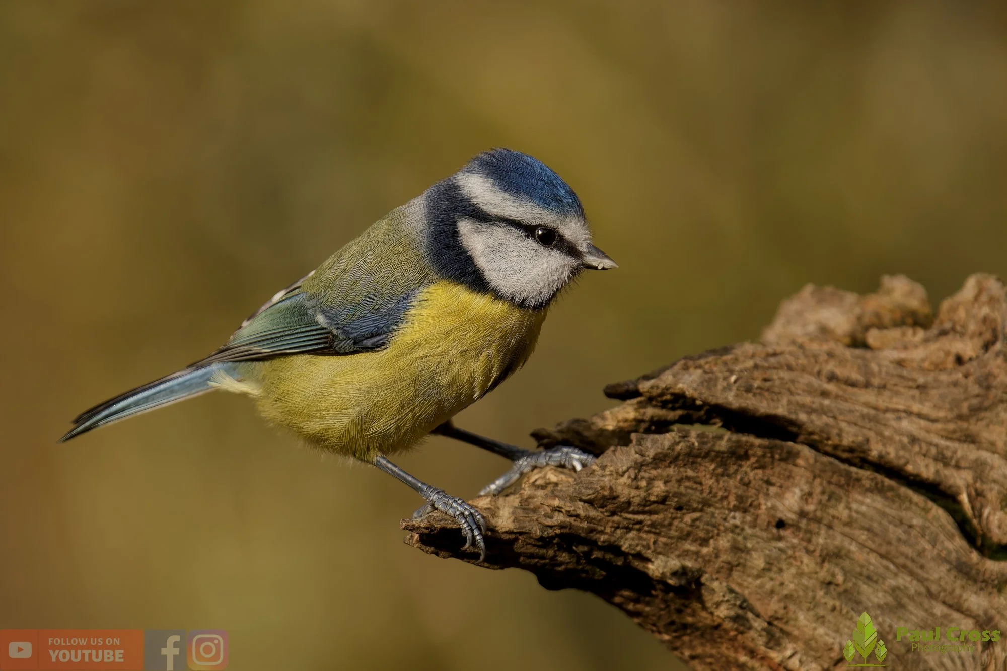 Blue Tit-01081.jpg