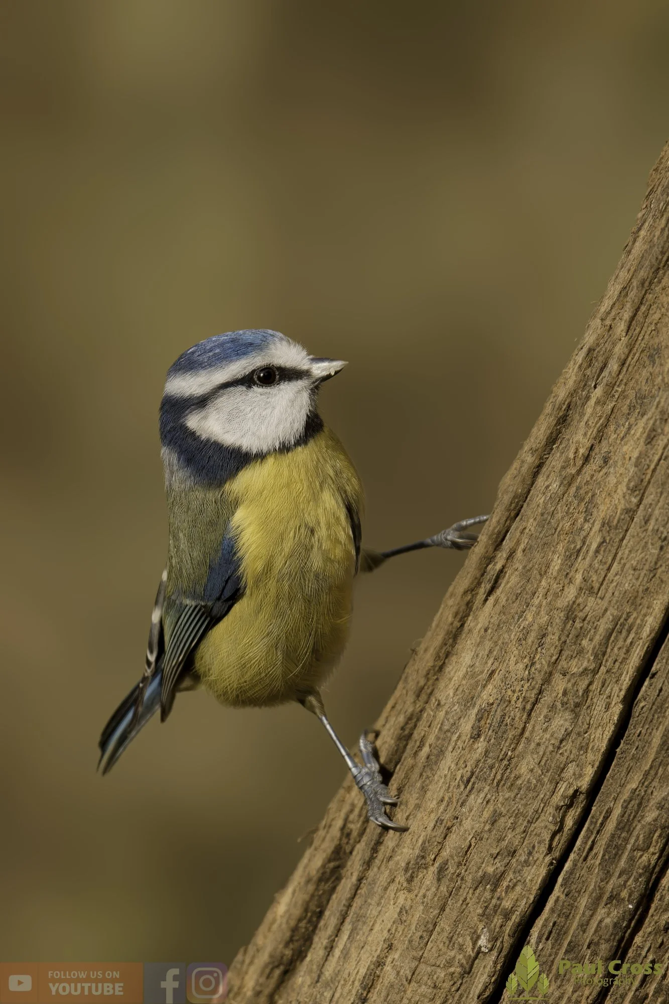 Blue Tit-01082.jpg