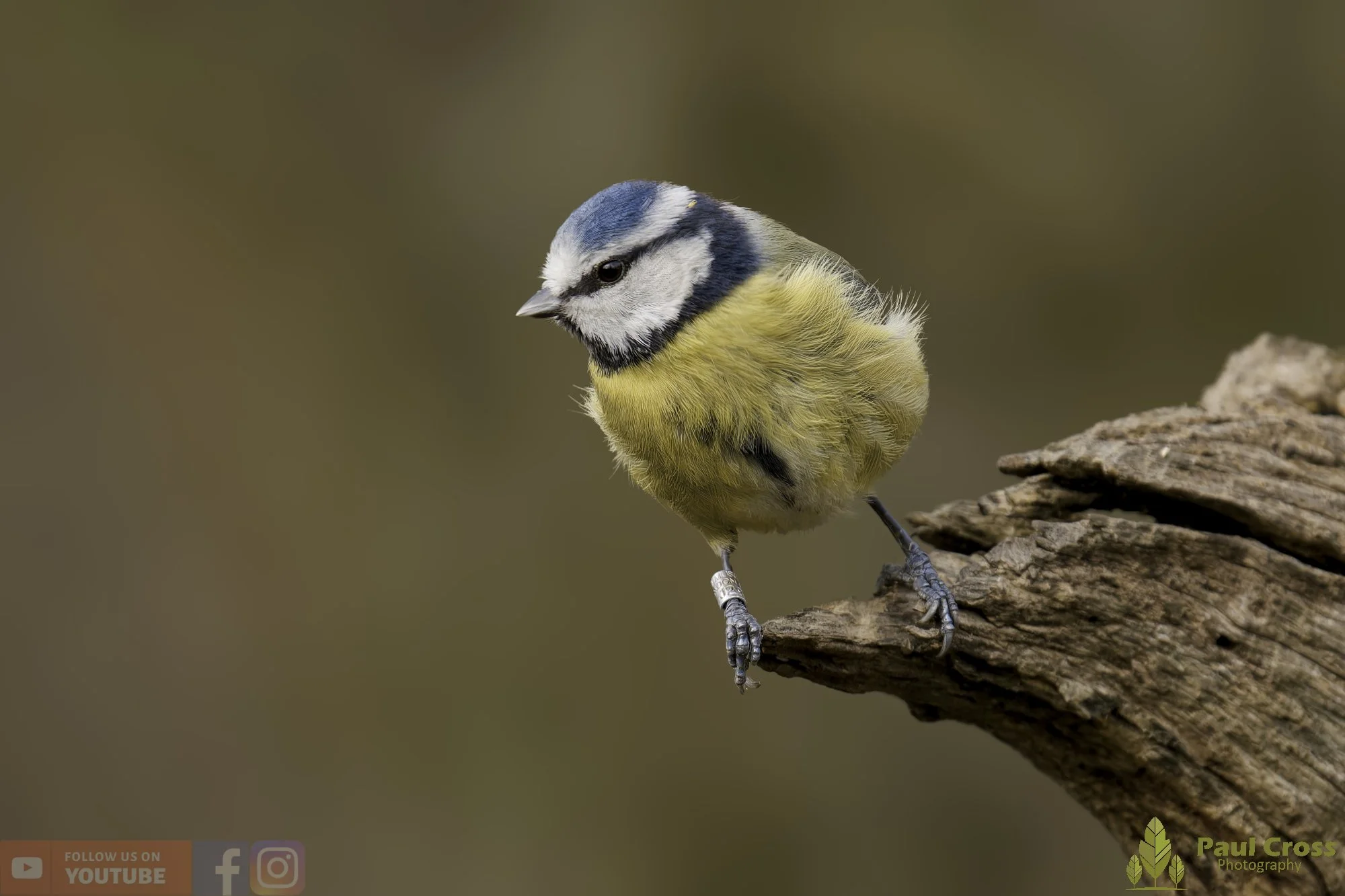 Blue Tit-01084.jpg