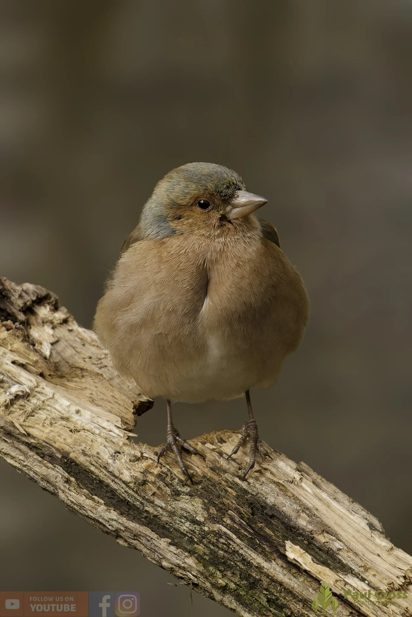 Chaffinch-00107.jpg