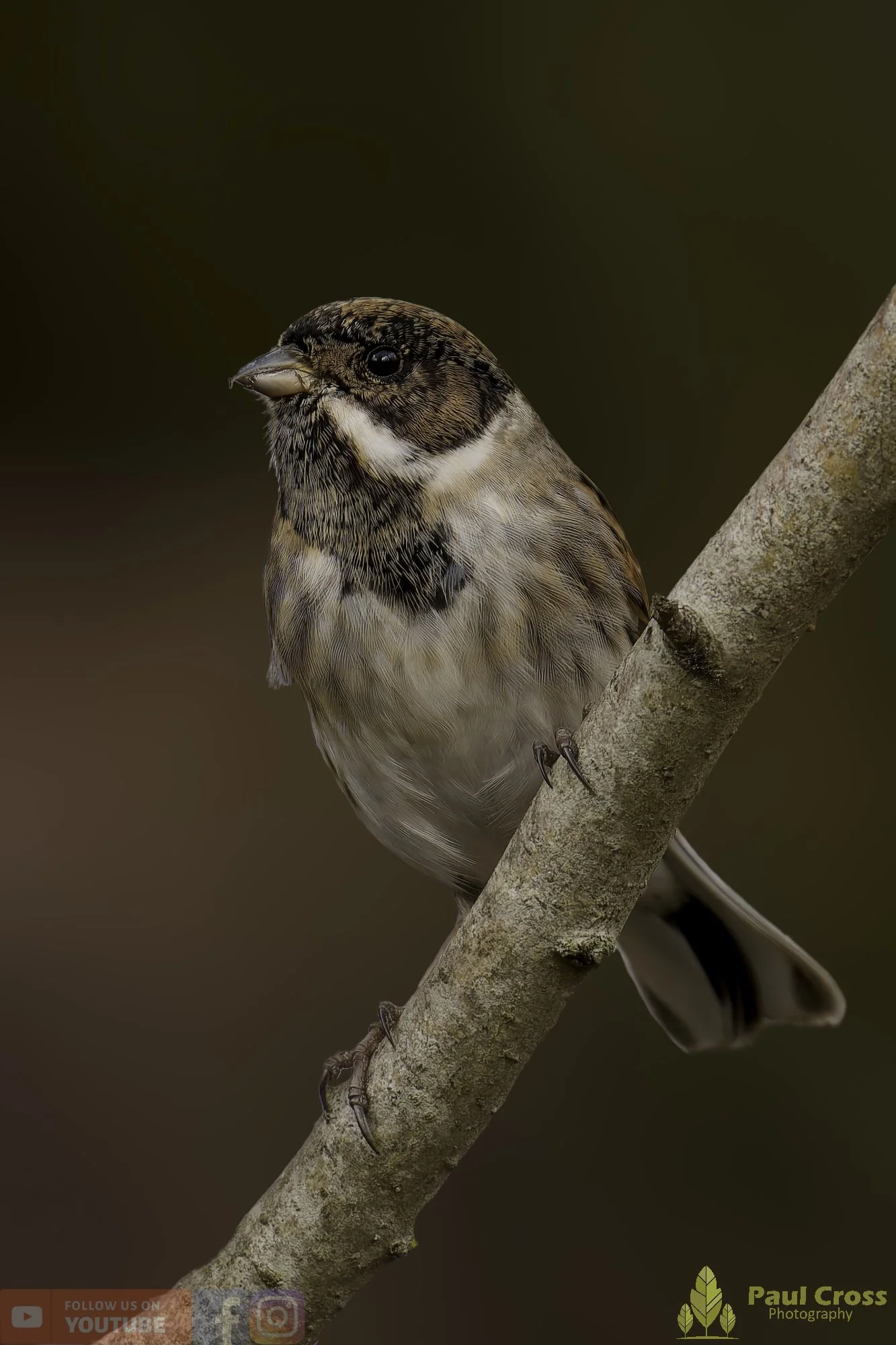 Common Reed Bunting-00074.jpg