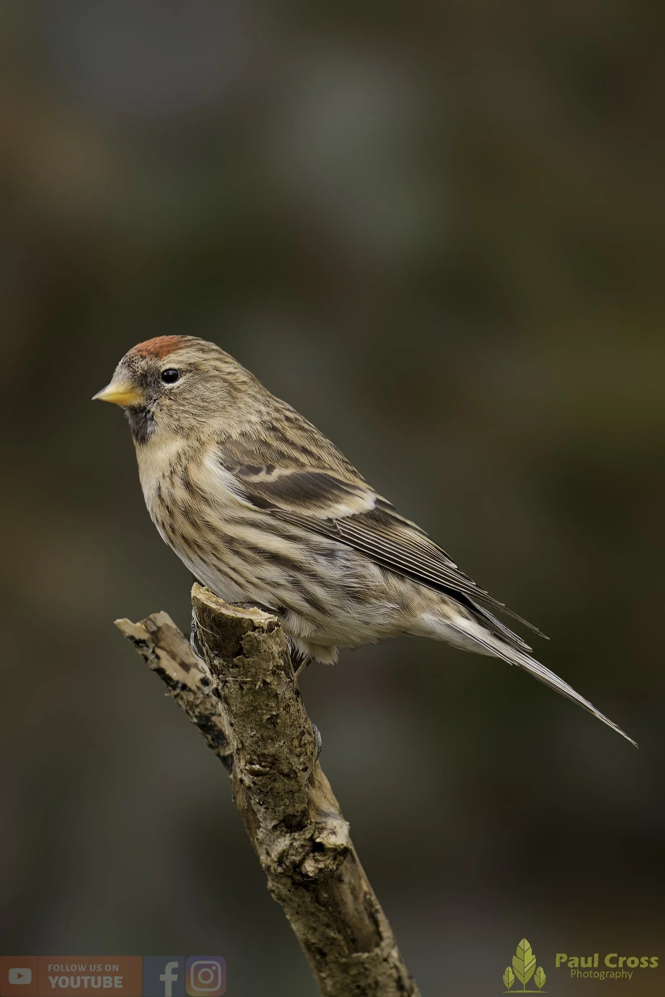 Common Repoll-00196.jpg