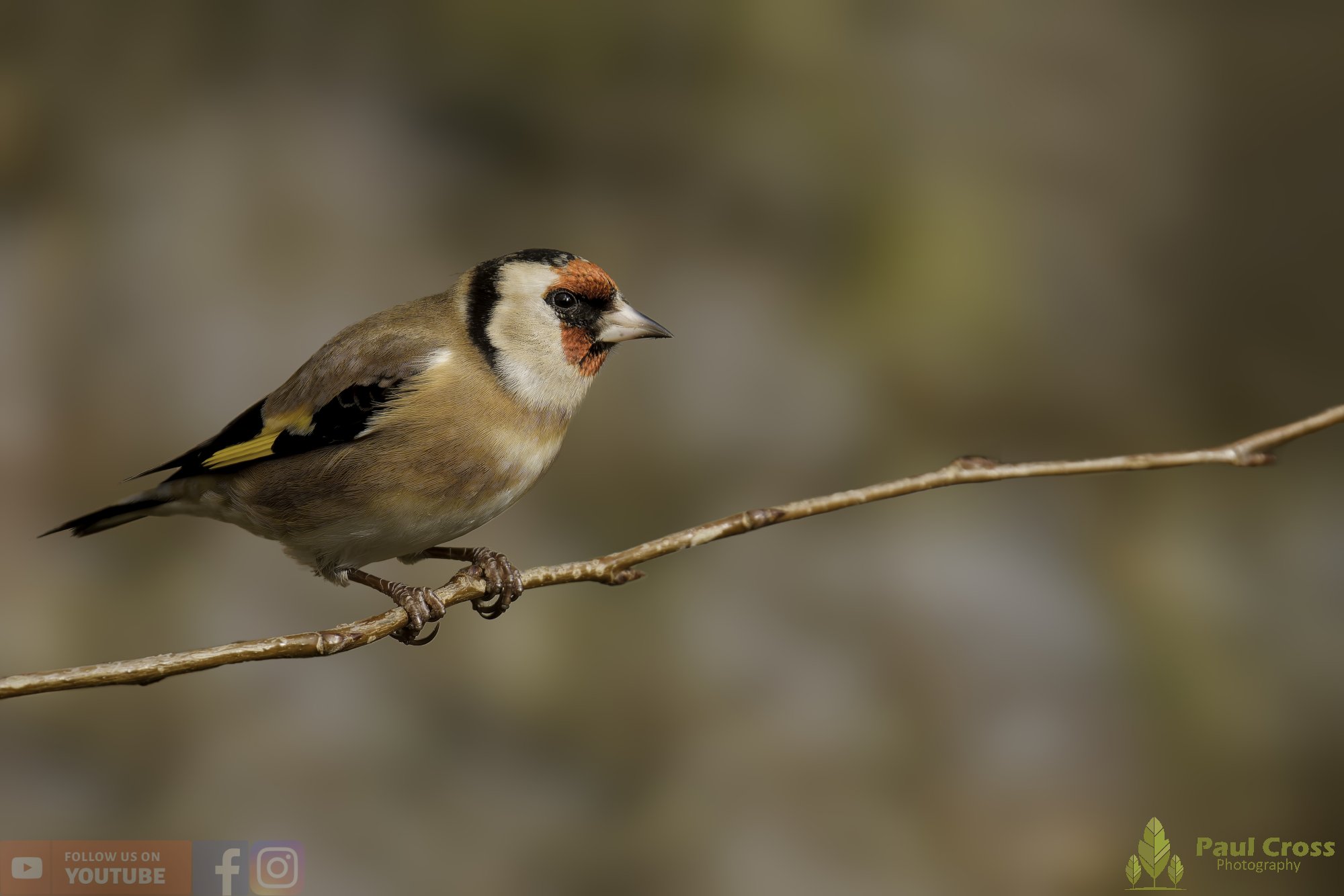 Goldfinch-00331.jpg