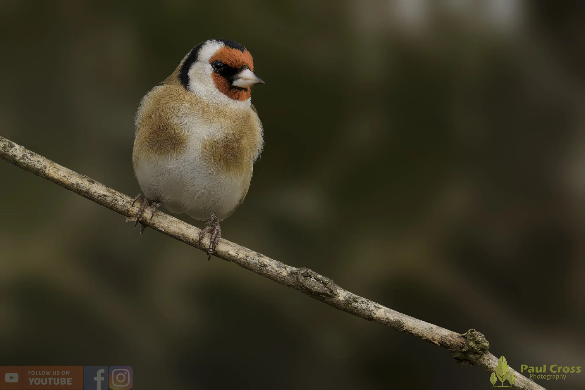 Goldfinch-00332.jpg