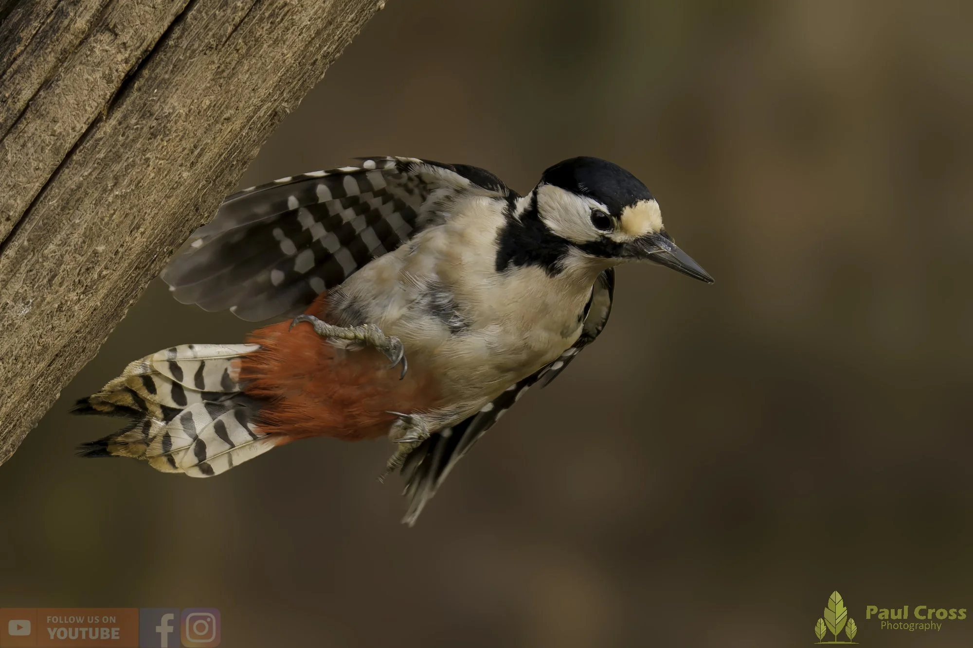 Winter Visitors at Warnham Local Nature Reserve