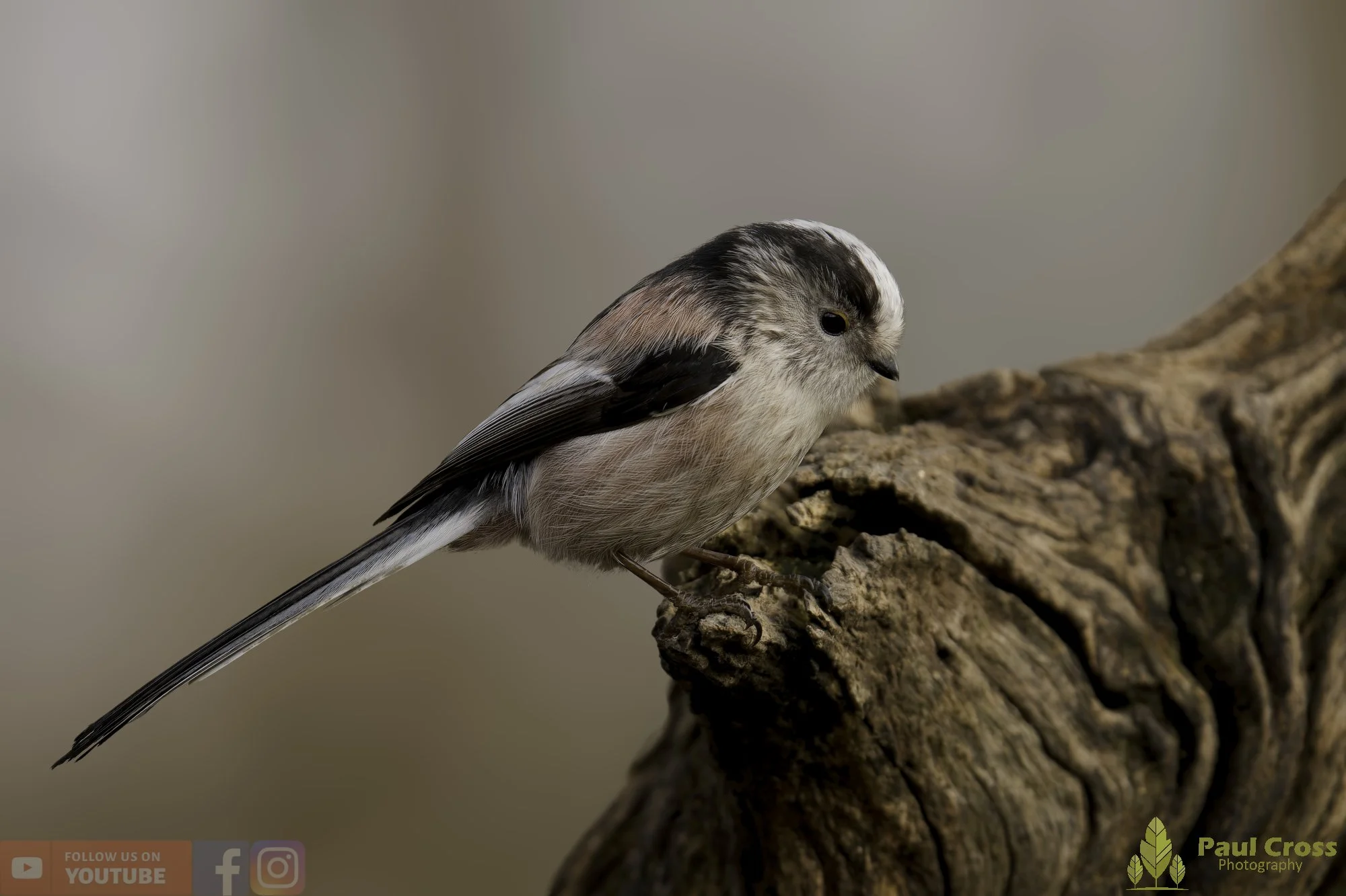 Long Tailed Tit-00359.jpg
