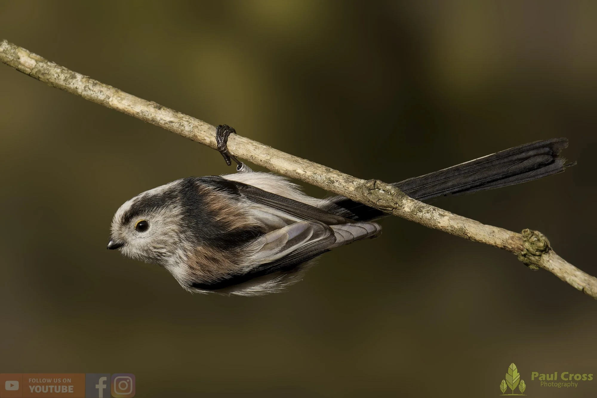 Long Tailed Tit-00360.jpg