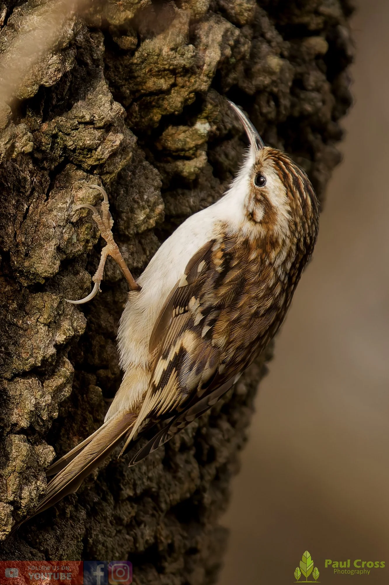 Treecreeper-00099.jpg