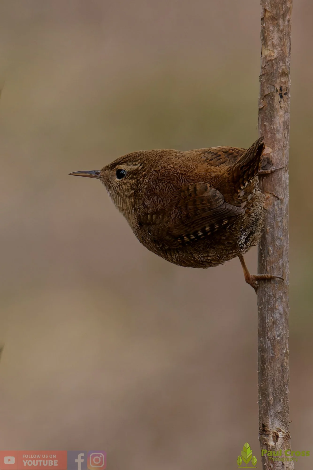Wren-00528.jpg