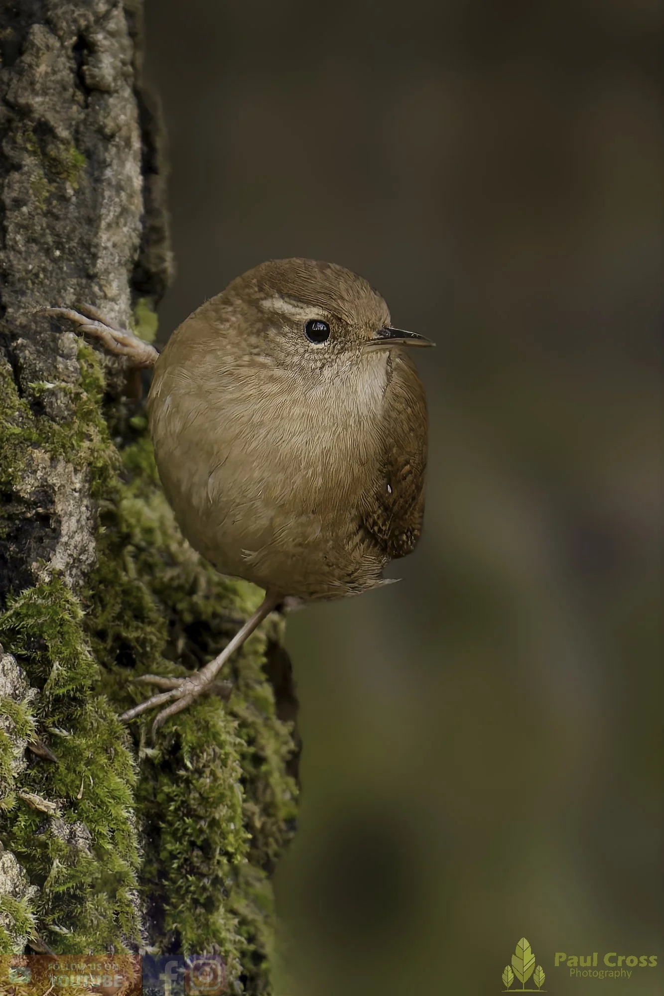 Wren-00531.jpg
