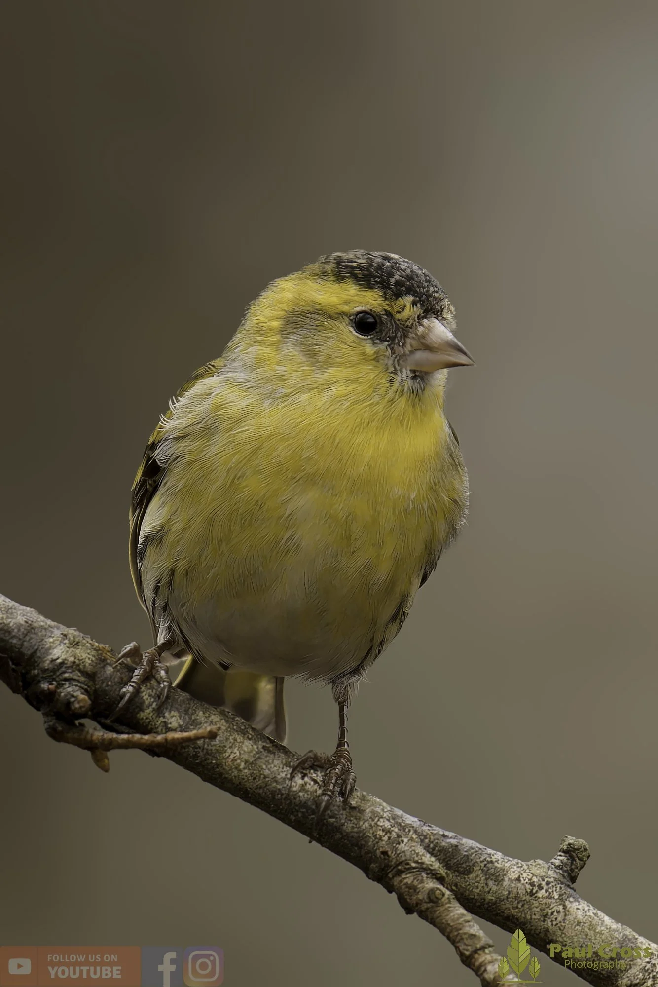 Siskin-00329.jpg