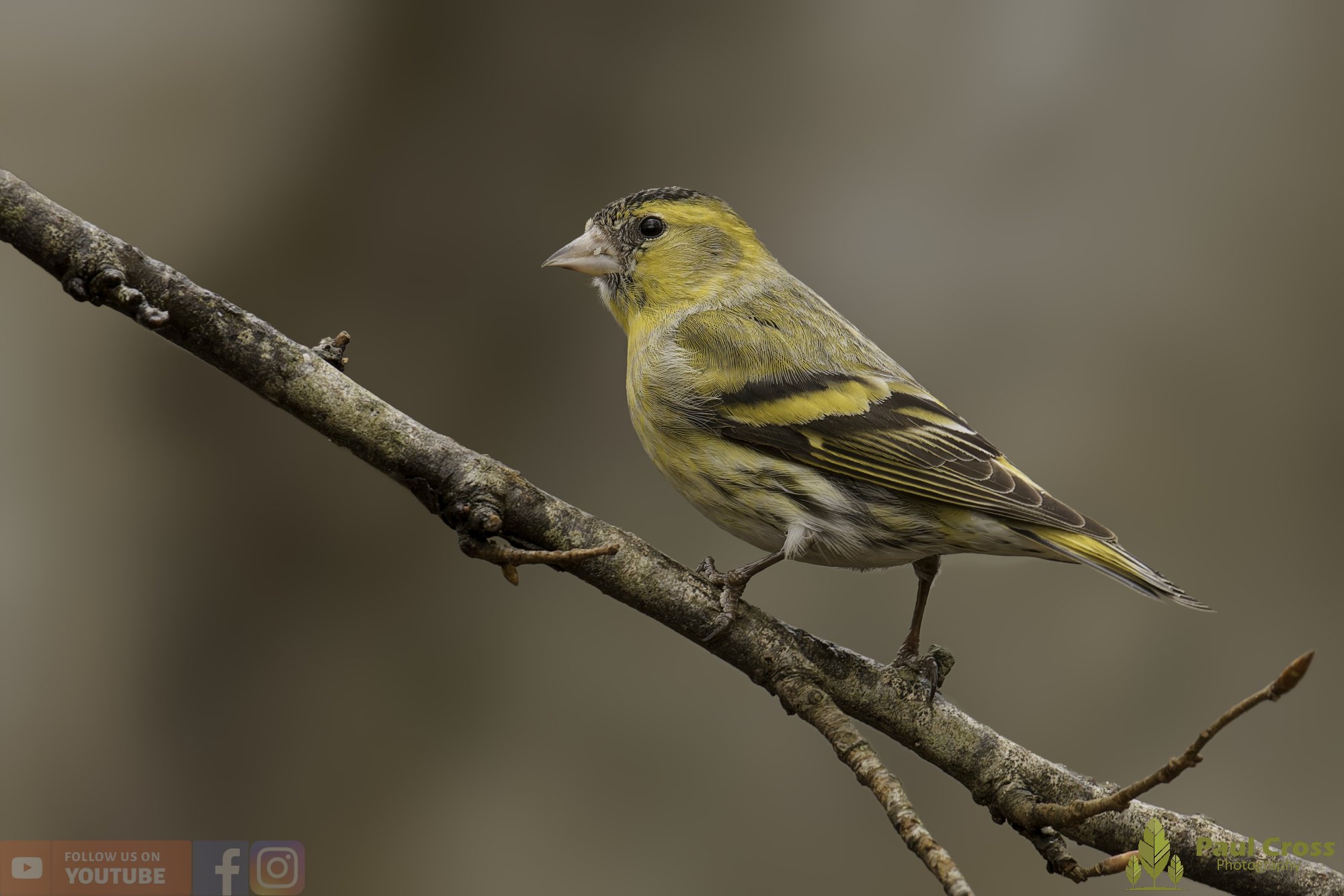 Male and Female Siskin at Warnham Local Nature Reserve
