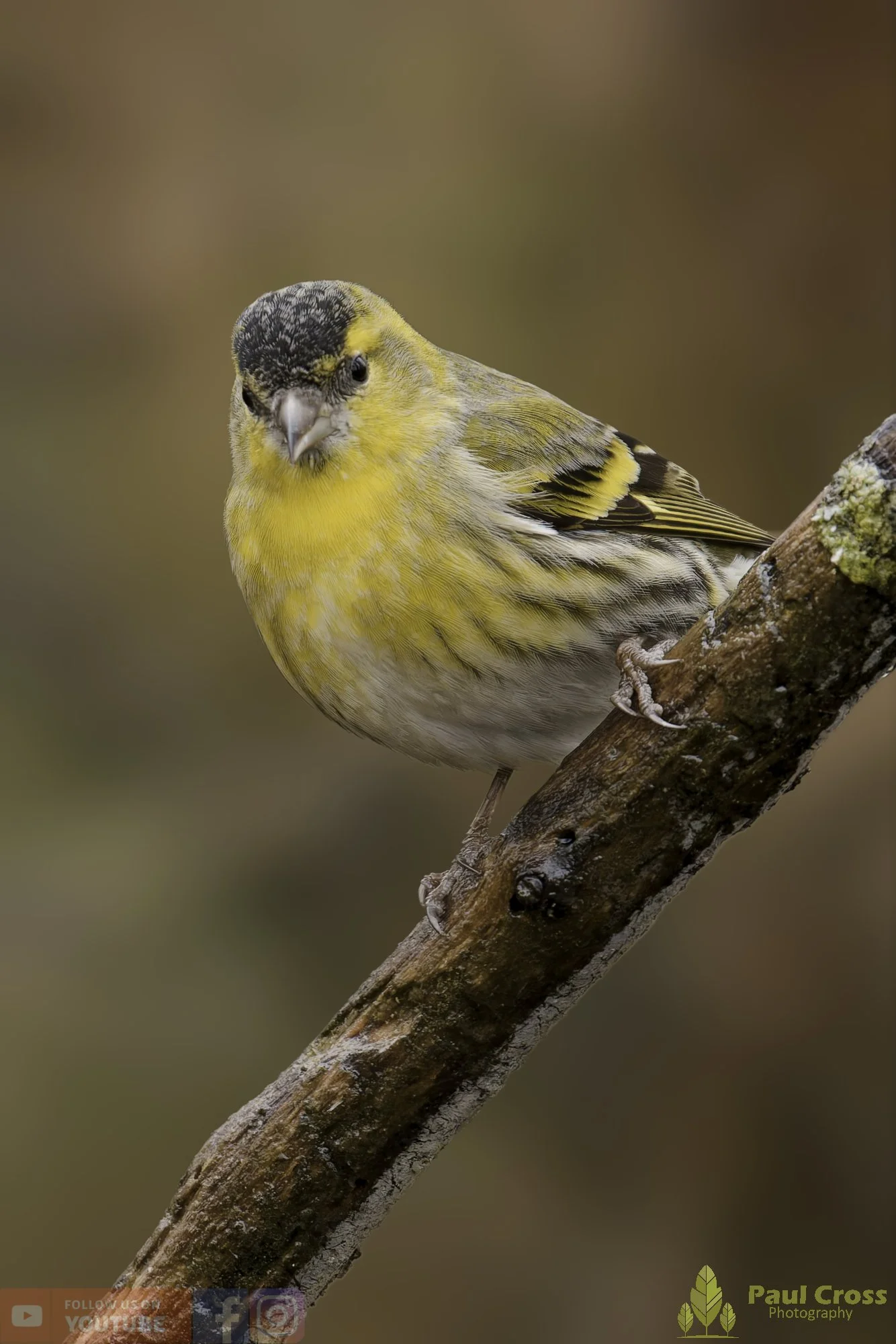 Siskin-00330.jpg