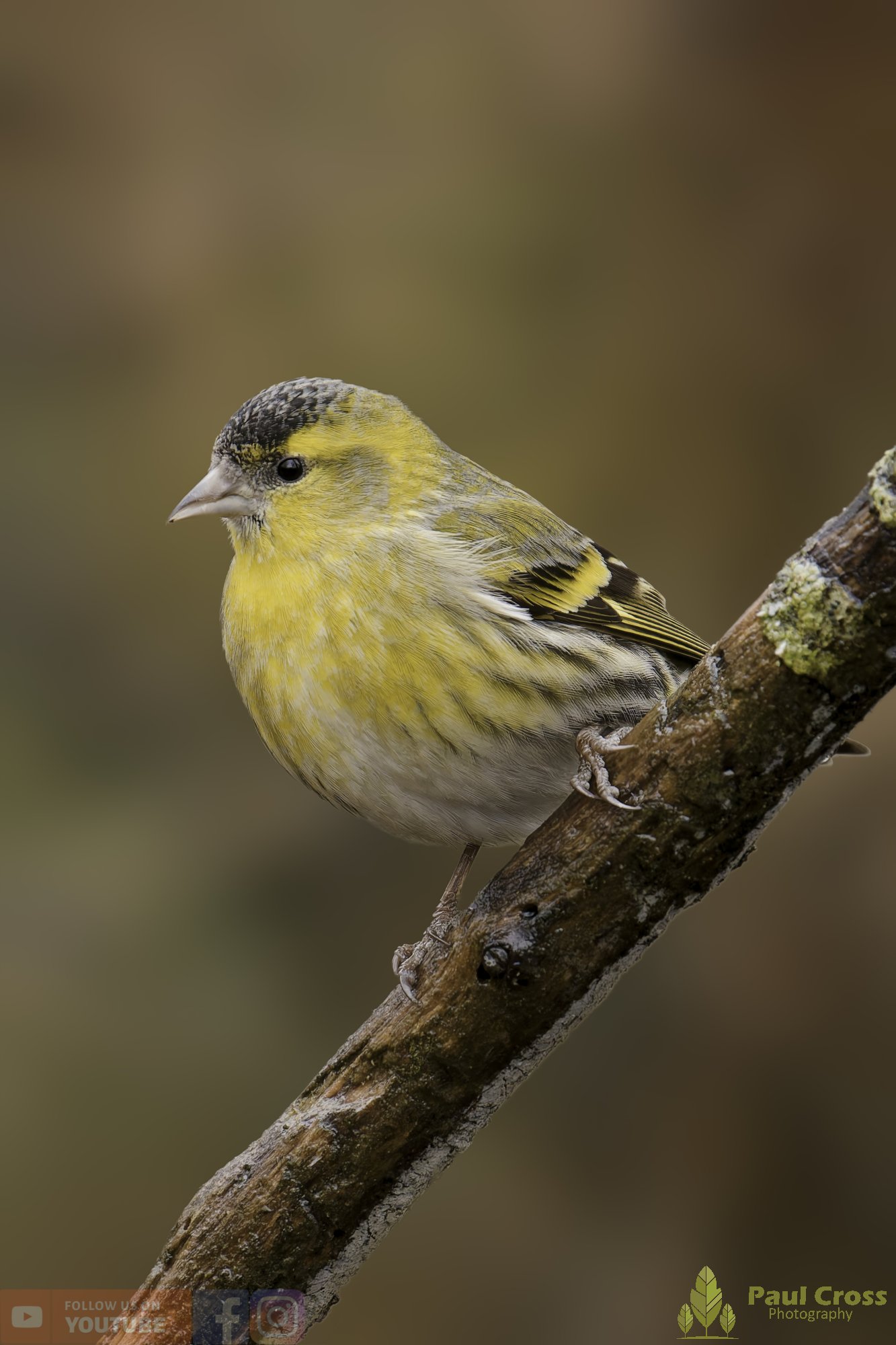 Siskin-00331.jpg