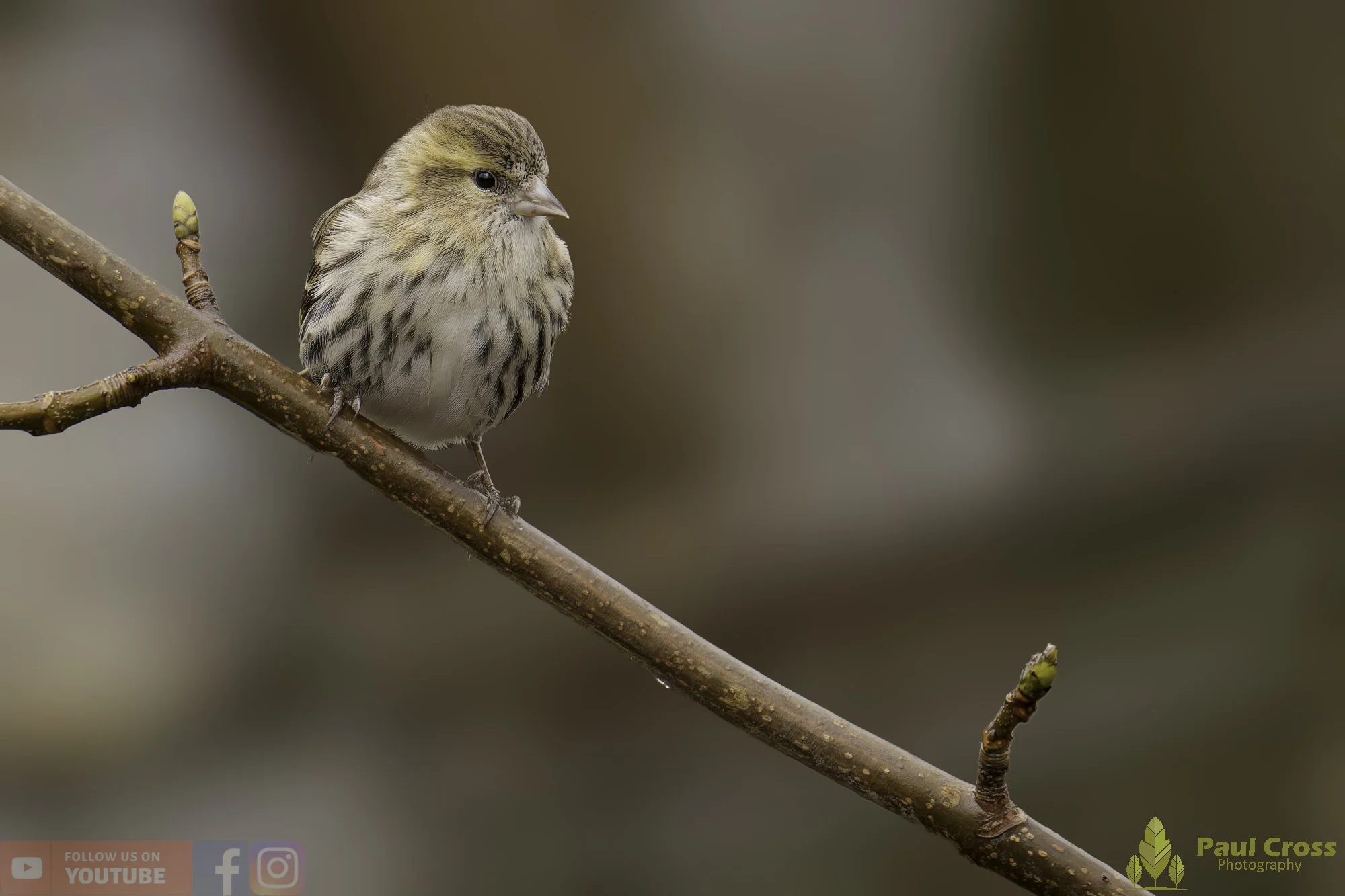Siskin-00332.jpg