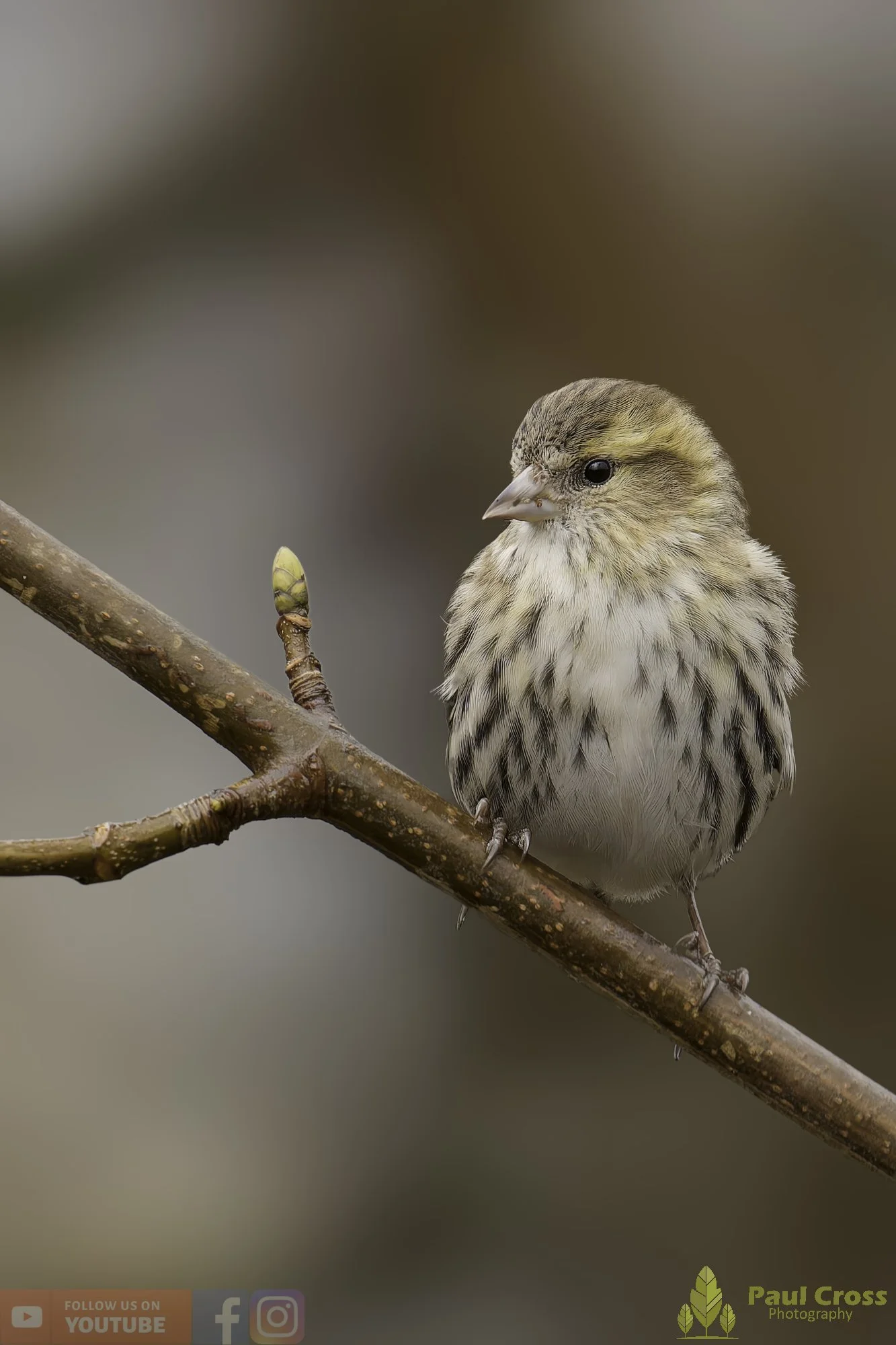 Siskin-00333.jpg