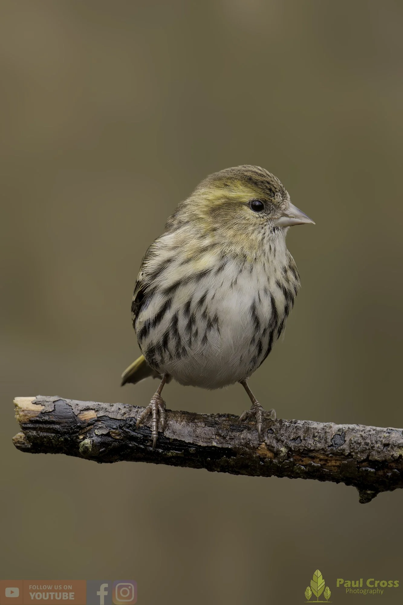 Siskin-00334.jpg