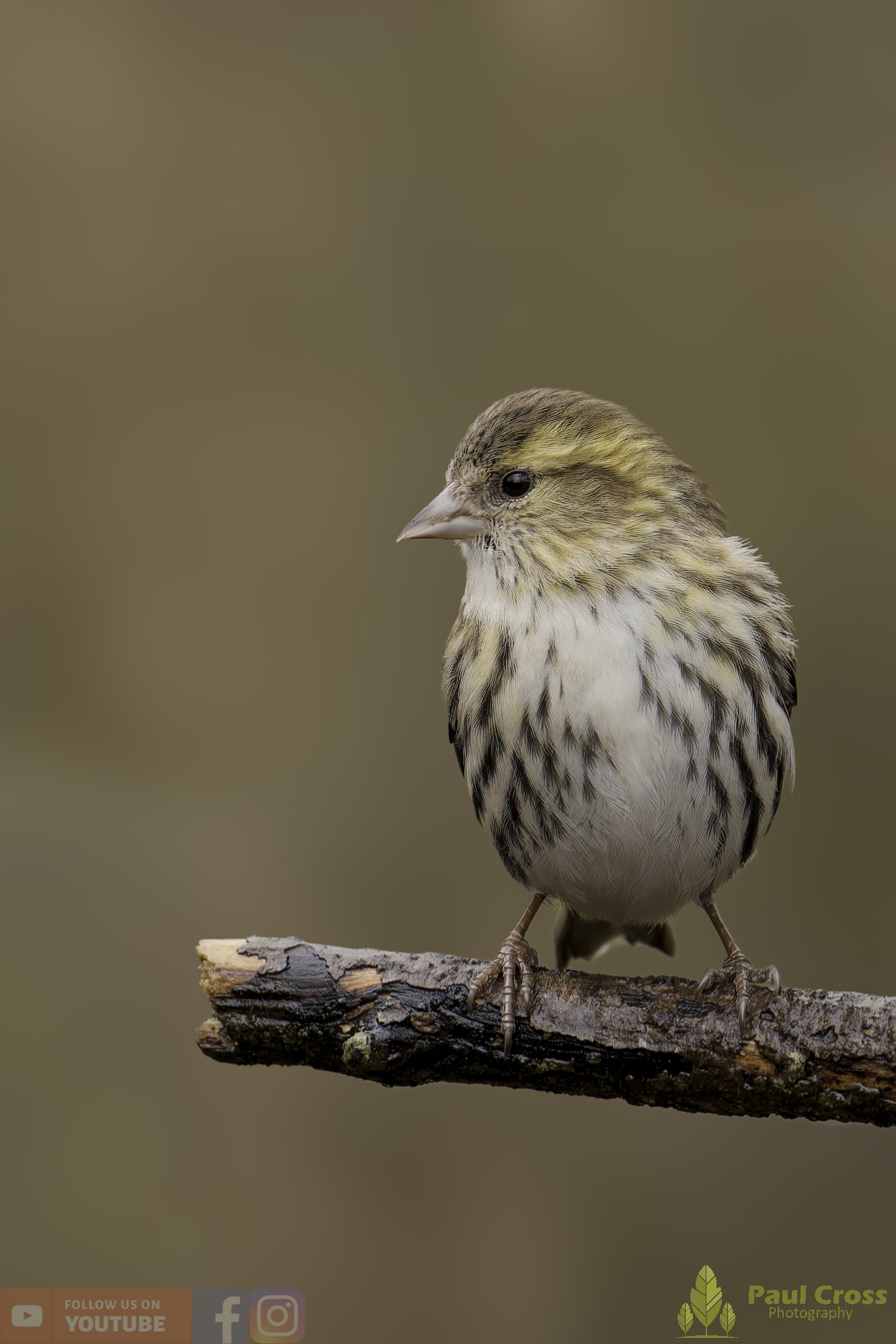 Siskin-00335.jpg