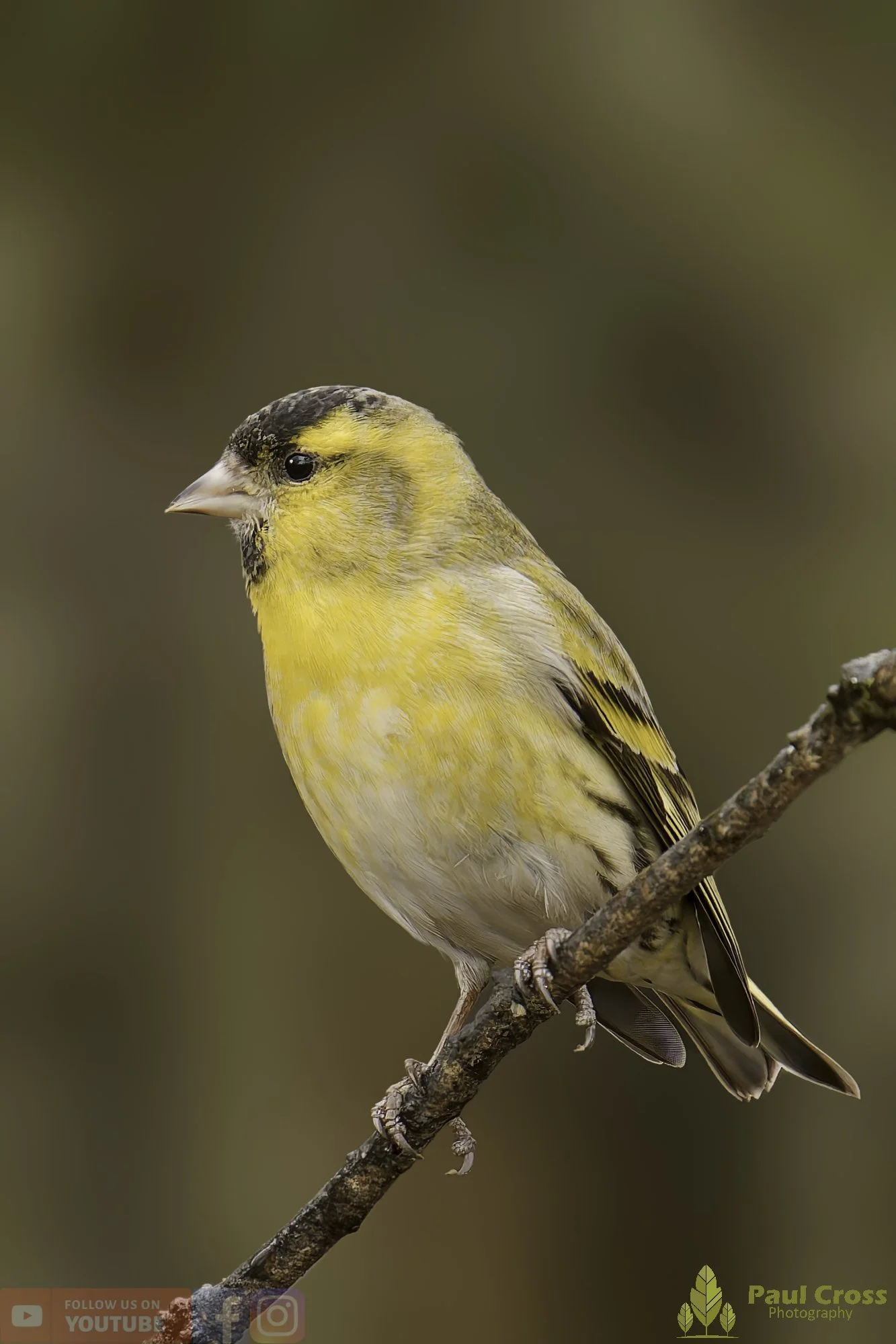 Siskin-00338.jpg