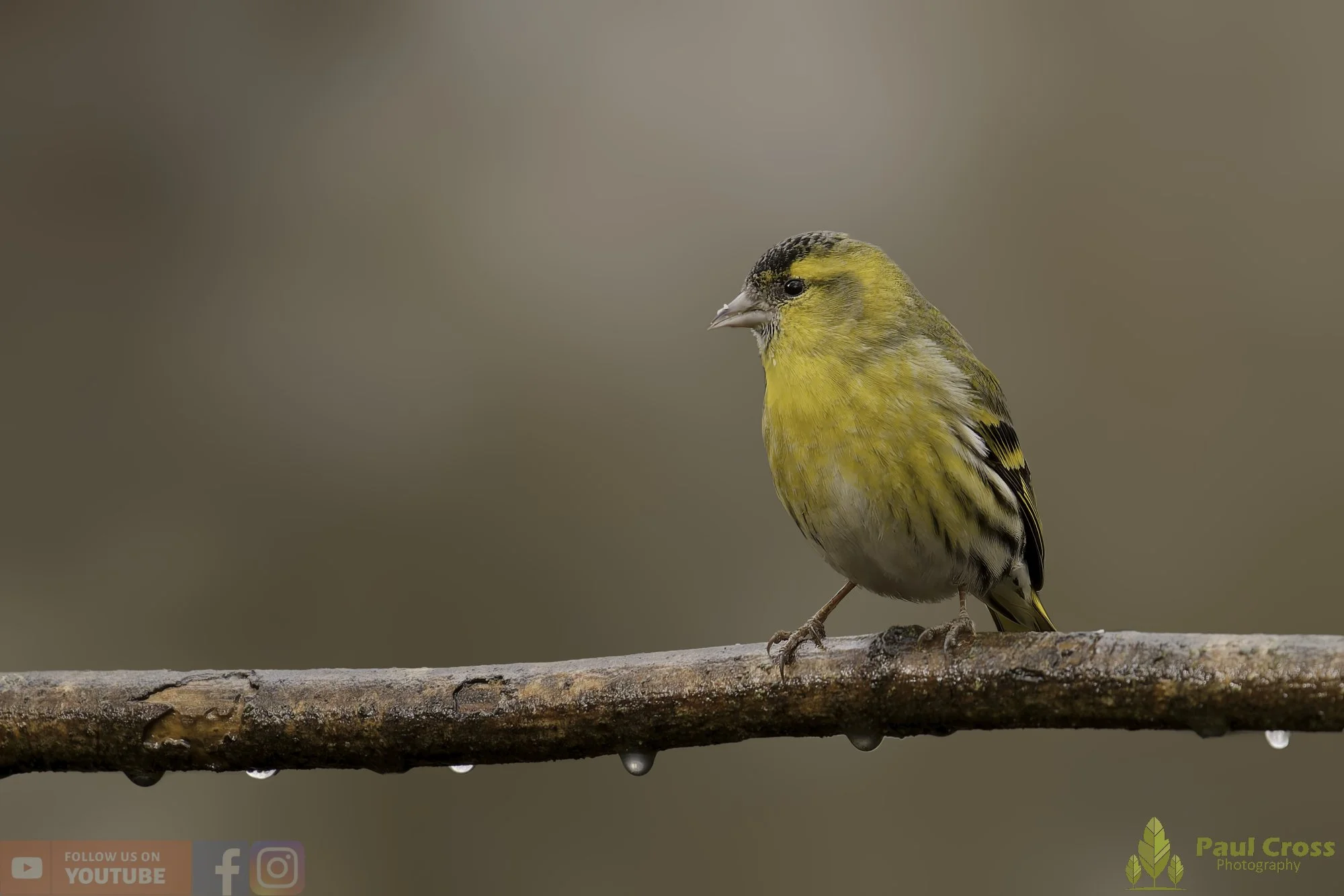 Siskin-00339.jpg