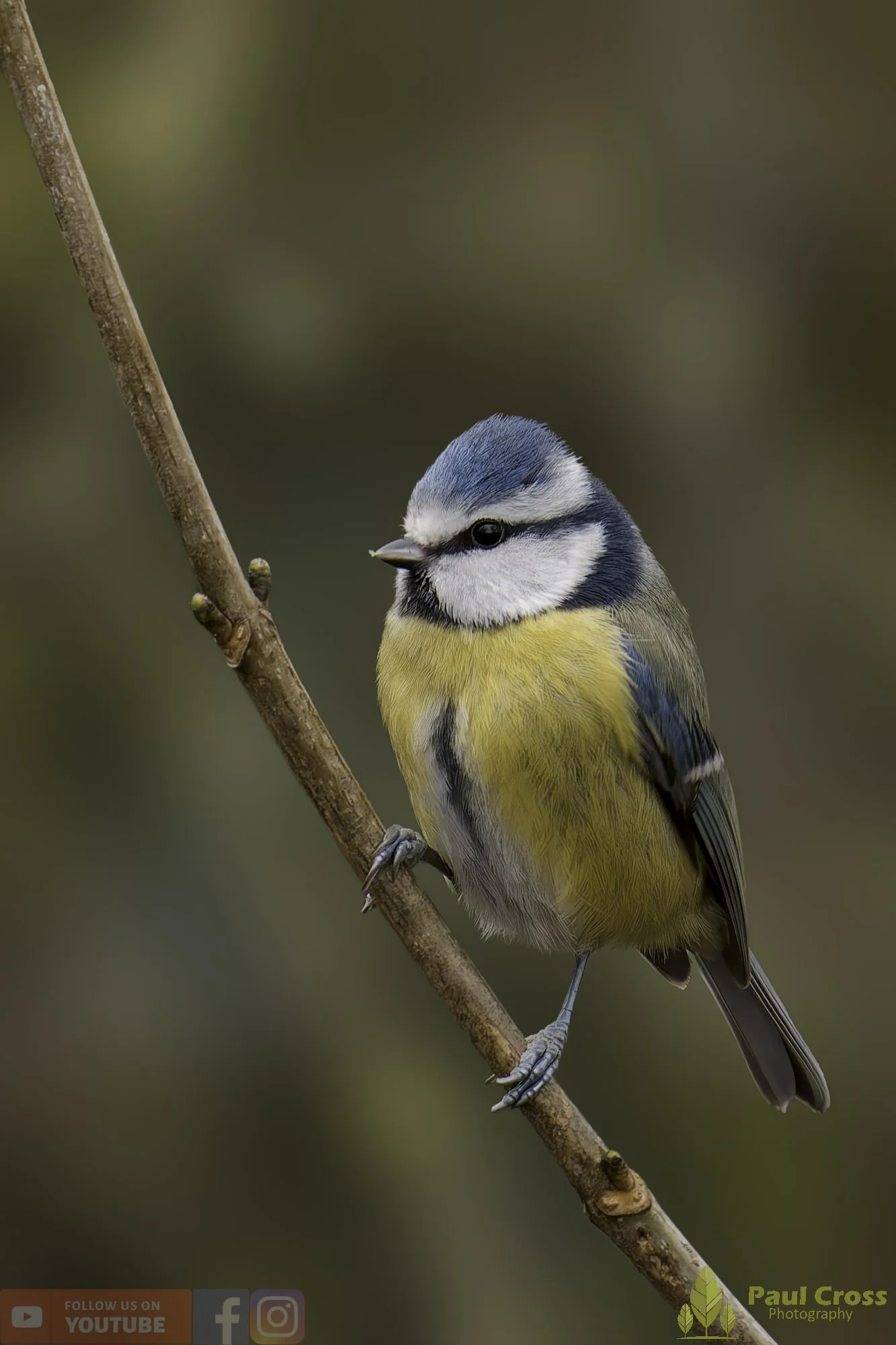 Blue Tit-01085.jpg