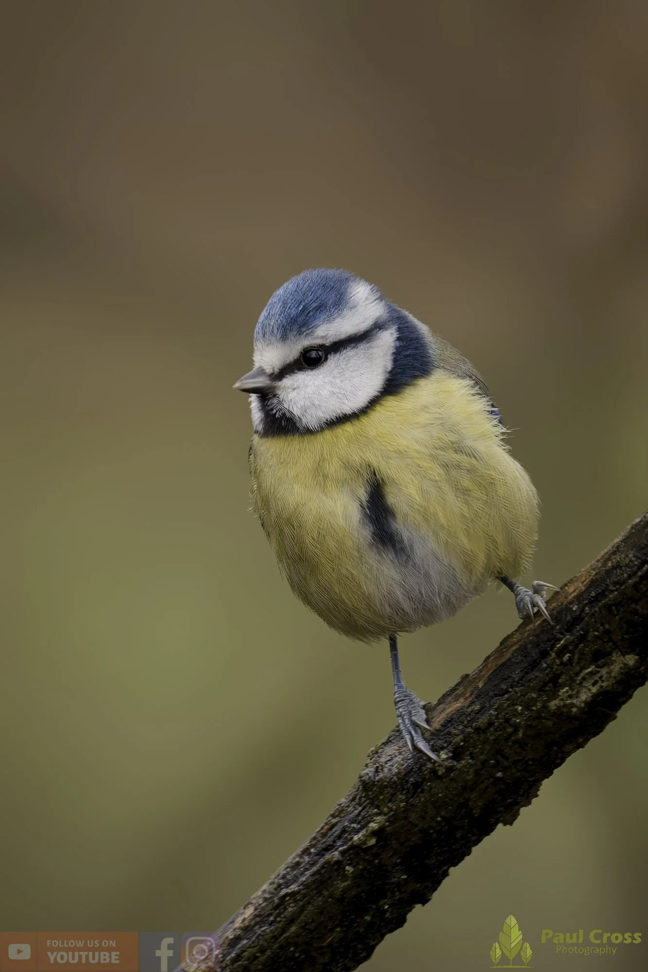 Blue Tit-01086.jpg