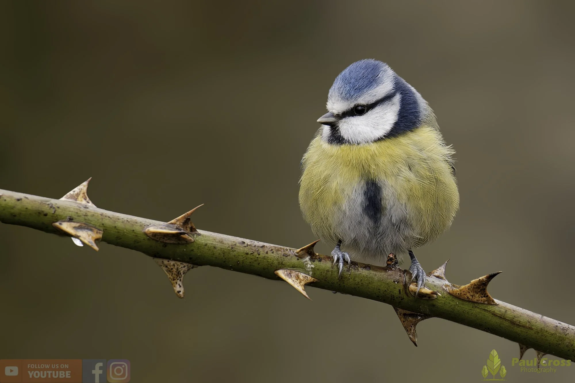Blue Tit-01087.jpg
