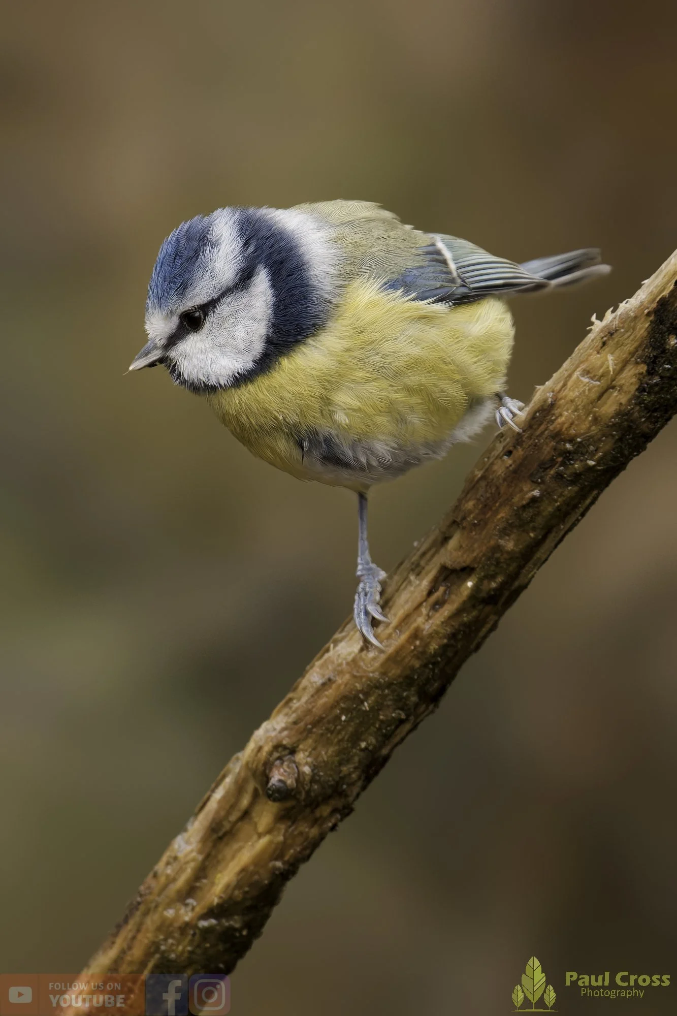 Blue Tit-01088.jpg