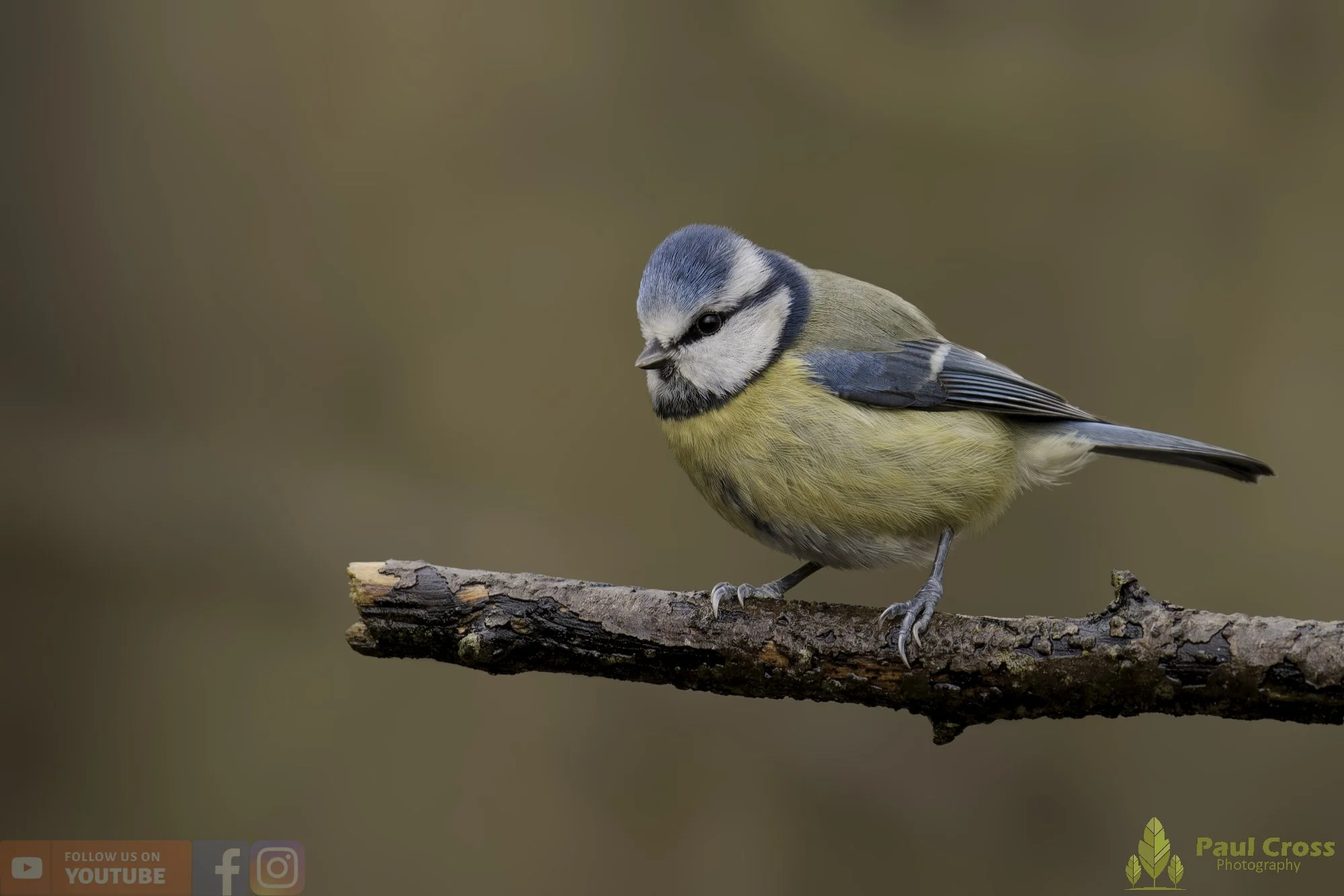 Blue Tit-01089.jpg