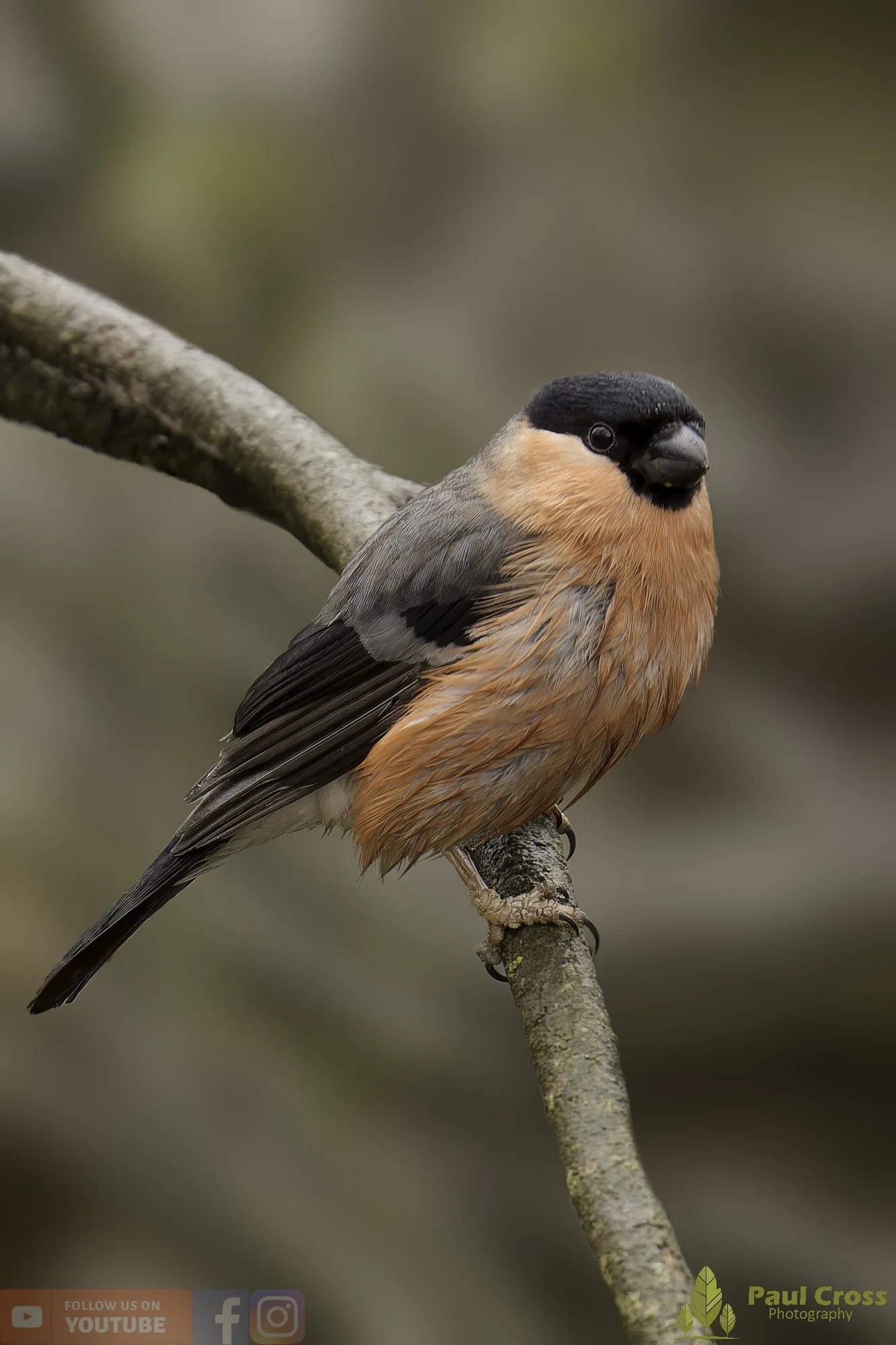 Bullfinch-00081.jpg