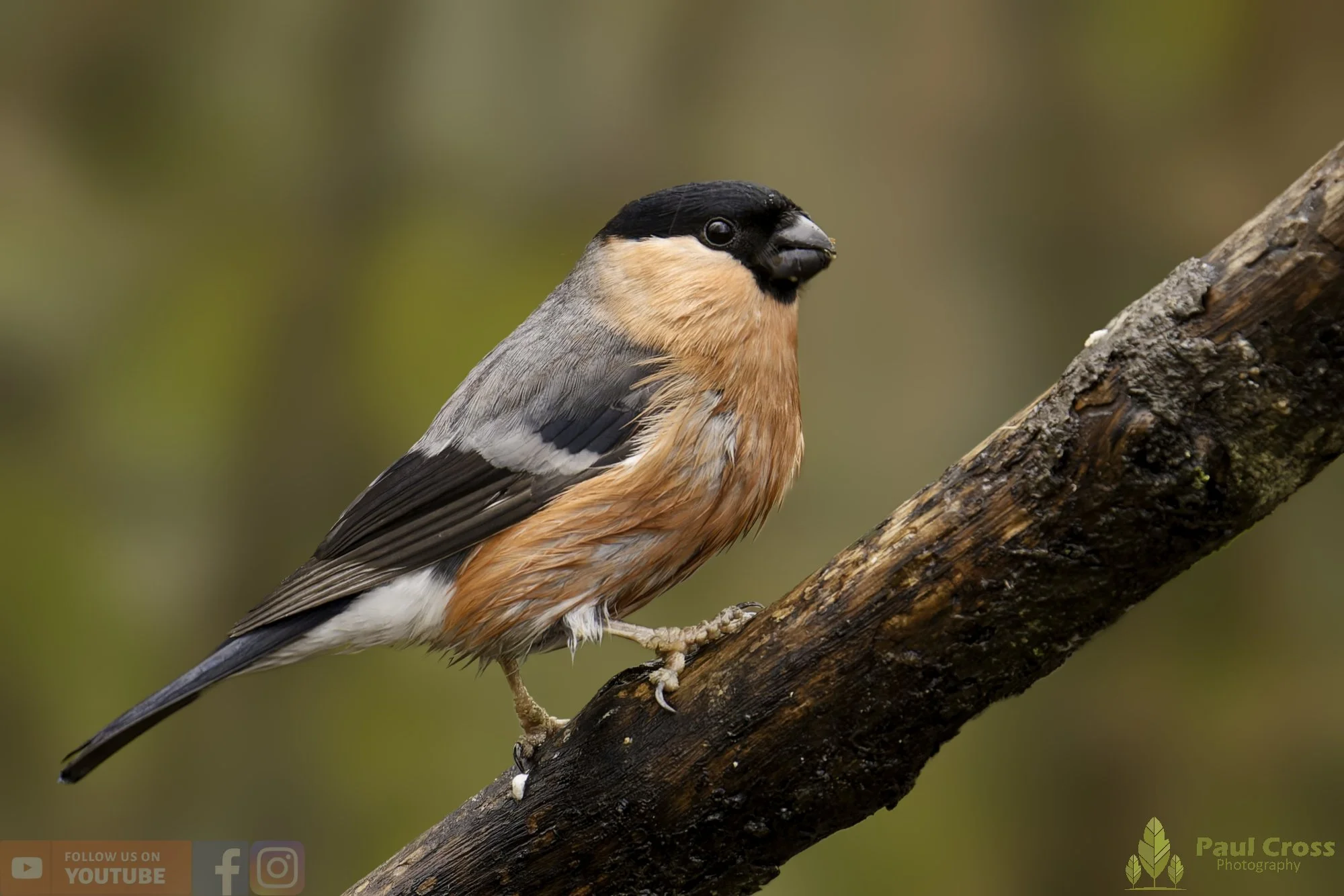 Bullfinch-00085.jpg