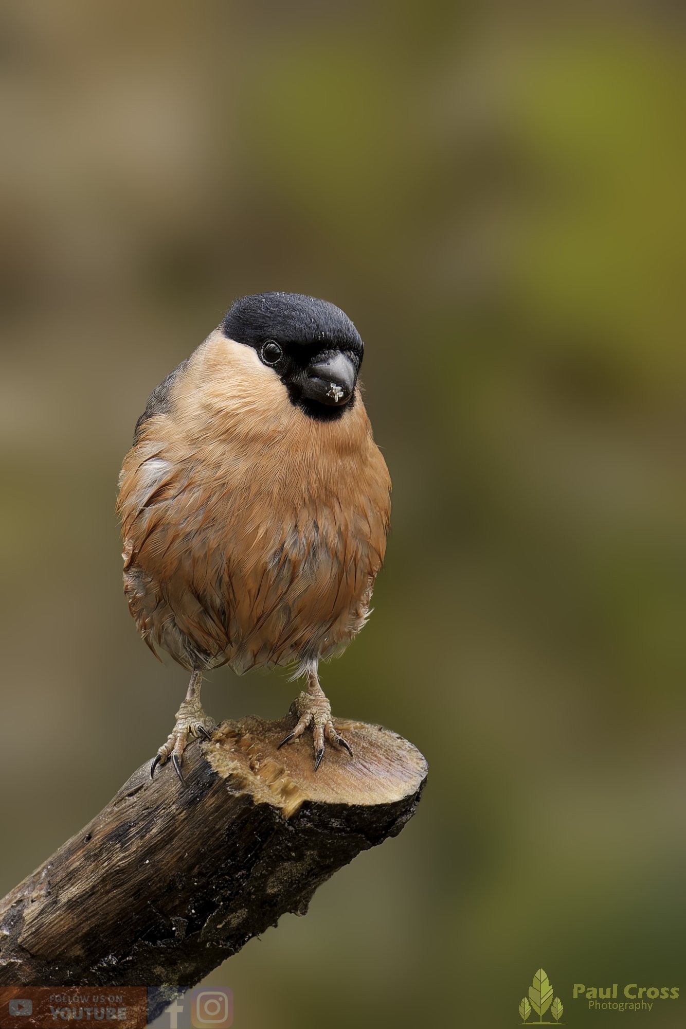 Bullfinch-00087.jpg