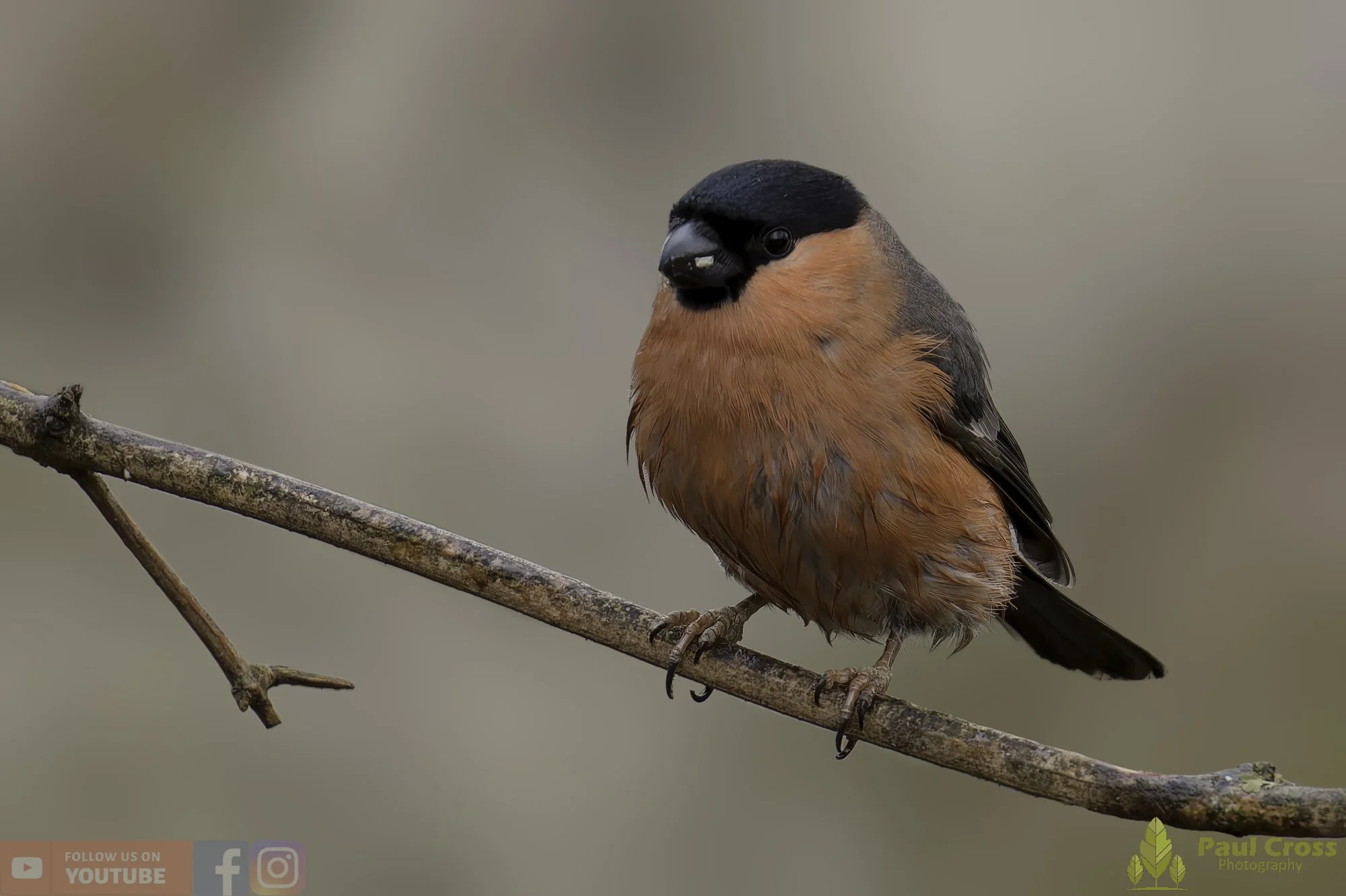 Bullfinch-00089.jpg