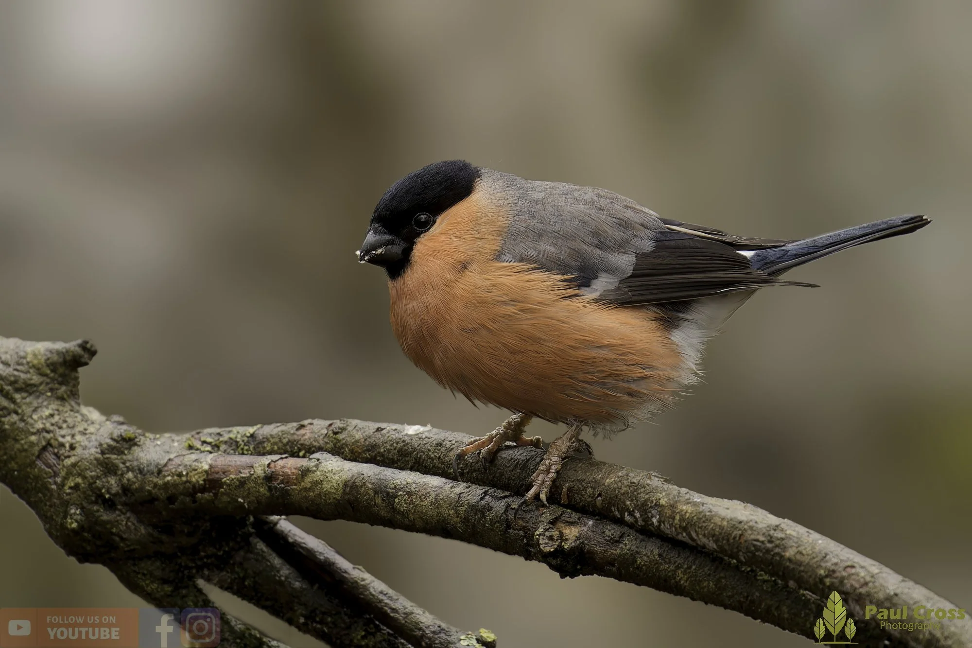 Bullfinch-00090.jpg