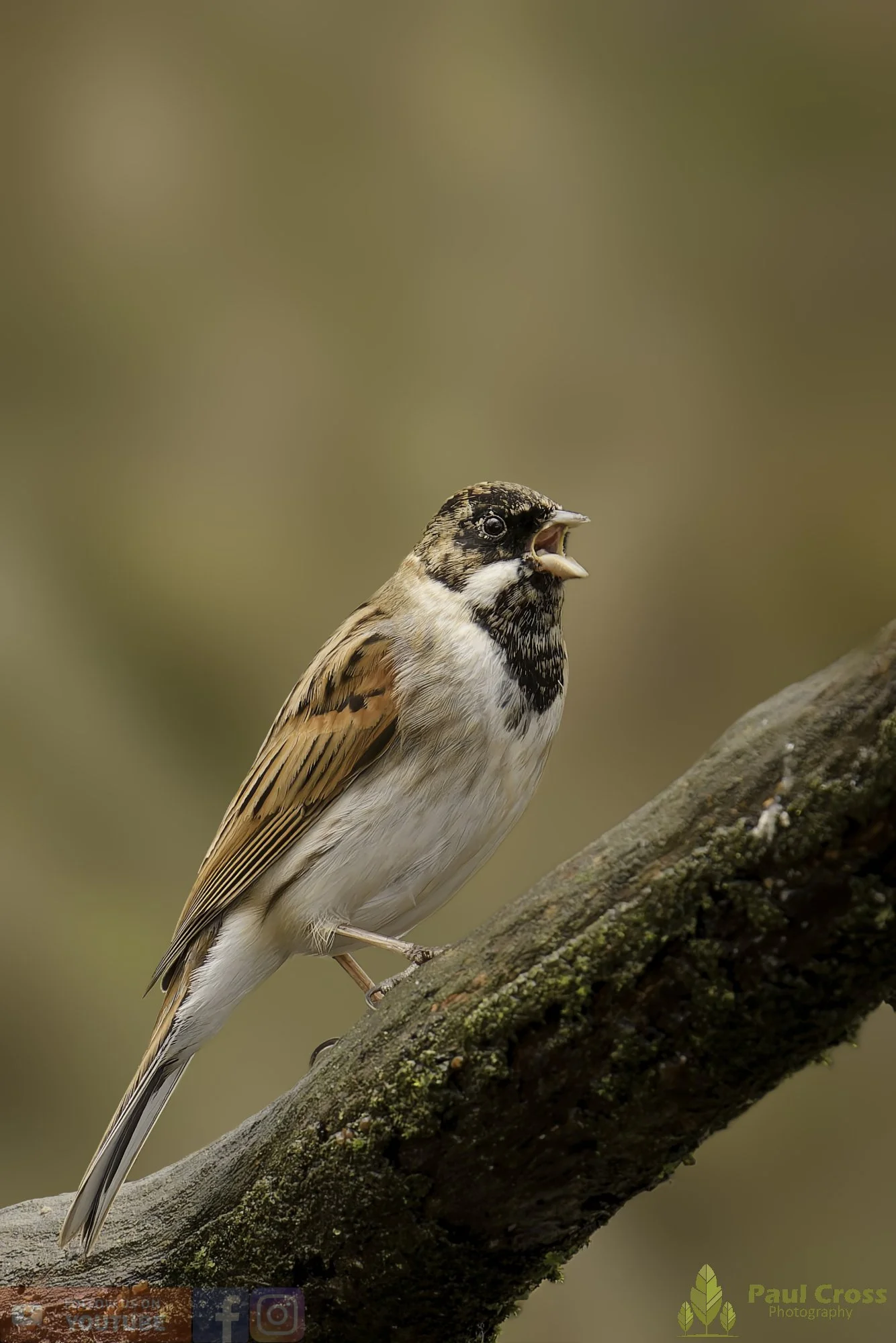 Common Reed Bunting-00076.jpg