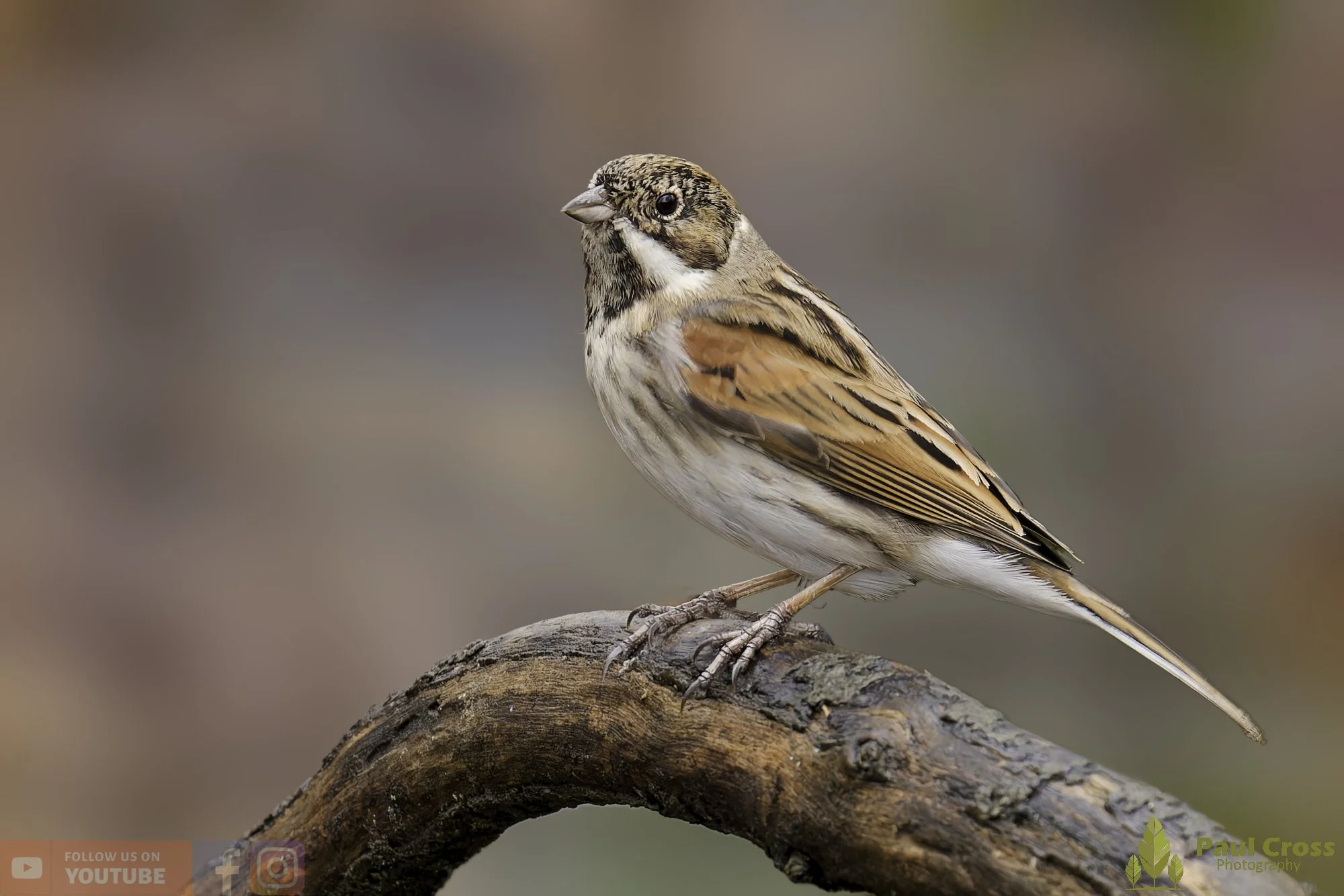 Common Reed Bunting-00077.jpg