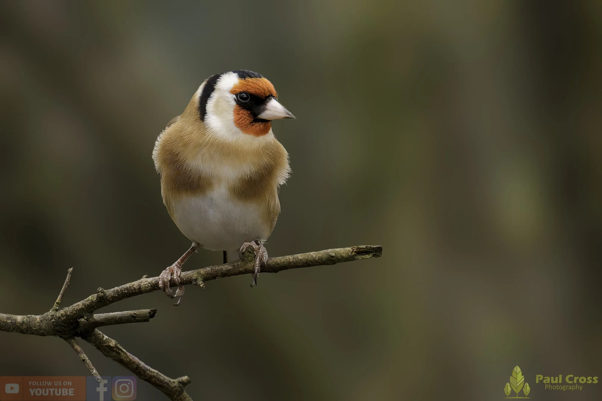 Goldfinch-00333.jpg