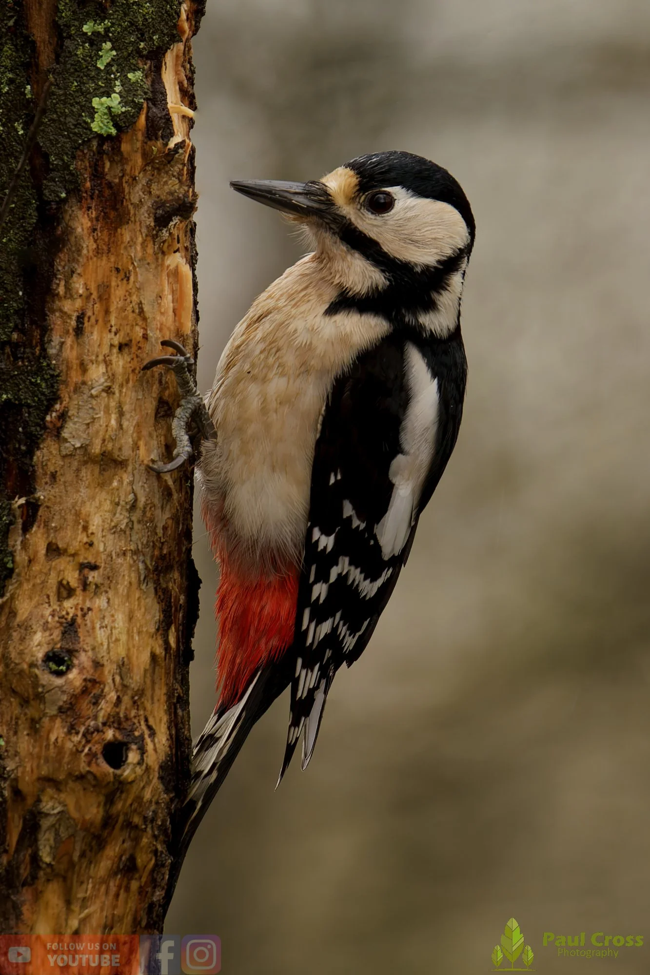 Great Spotted Woodpecker-00167.jpg