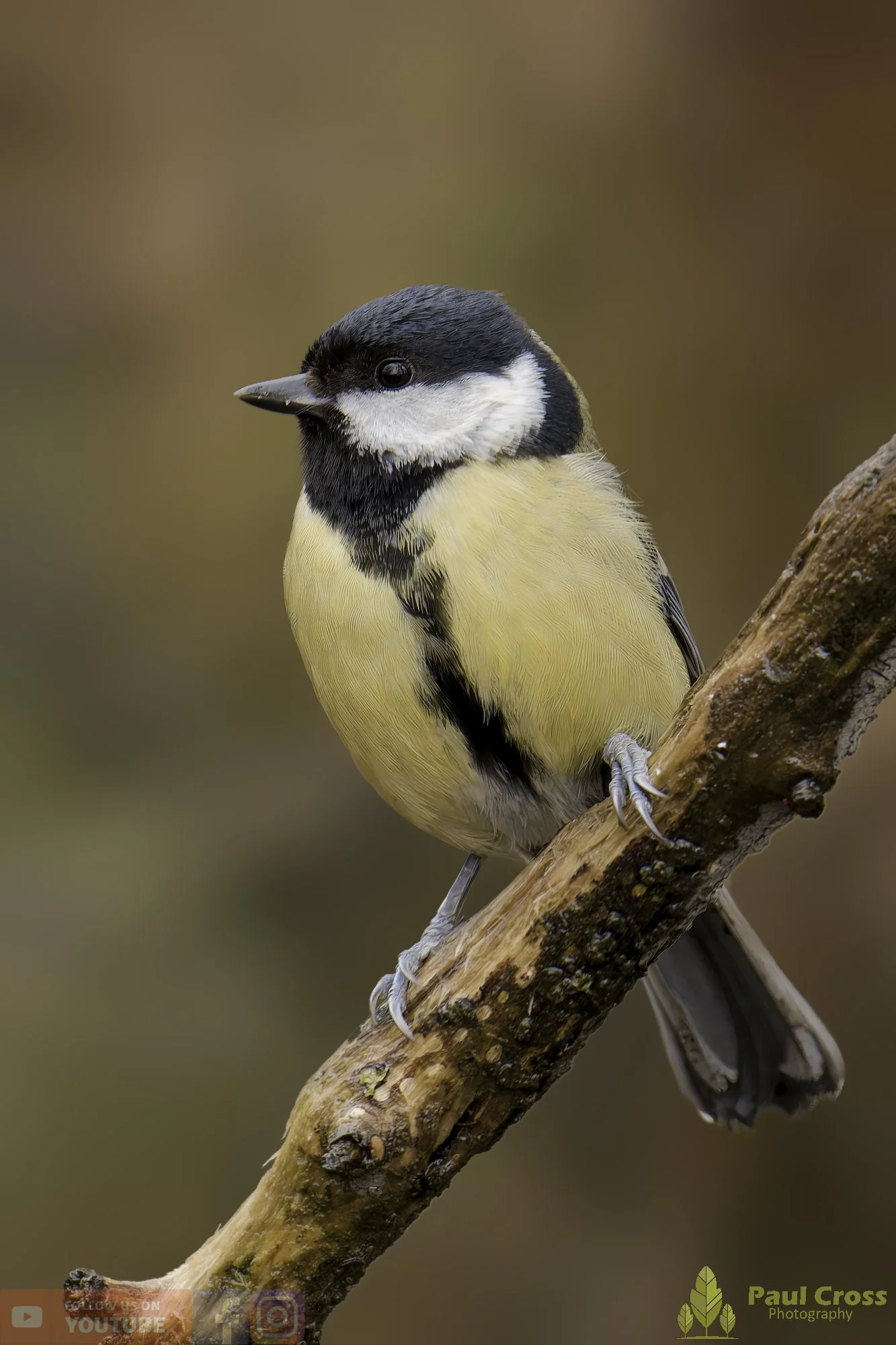 Great Tit-00344.jpg
