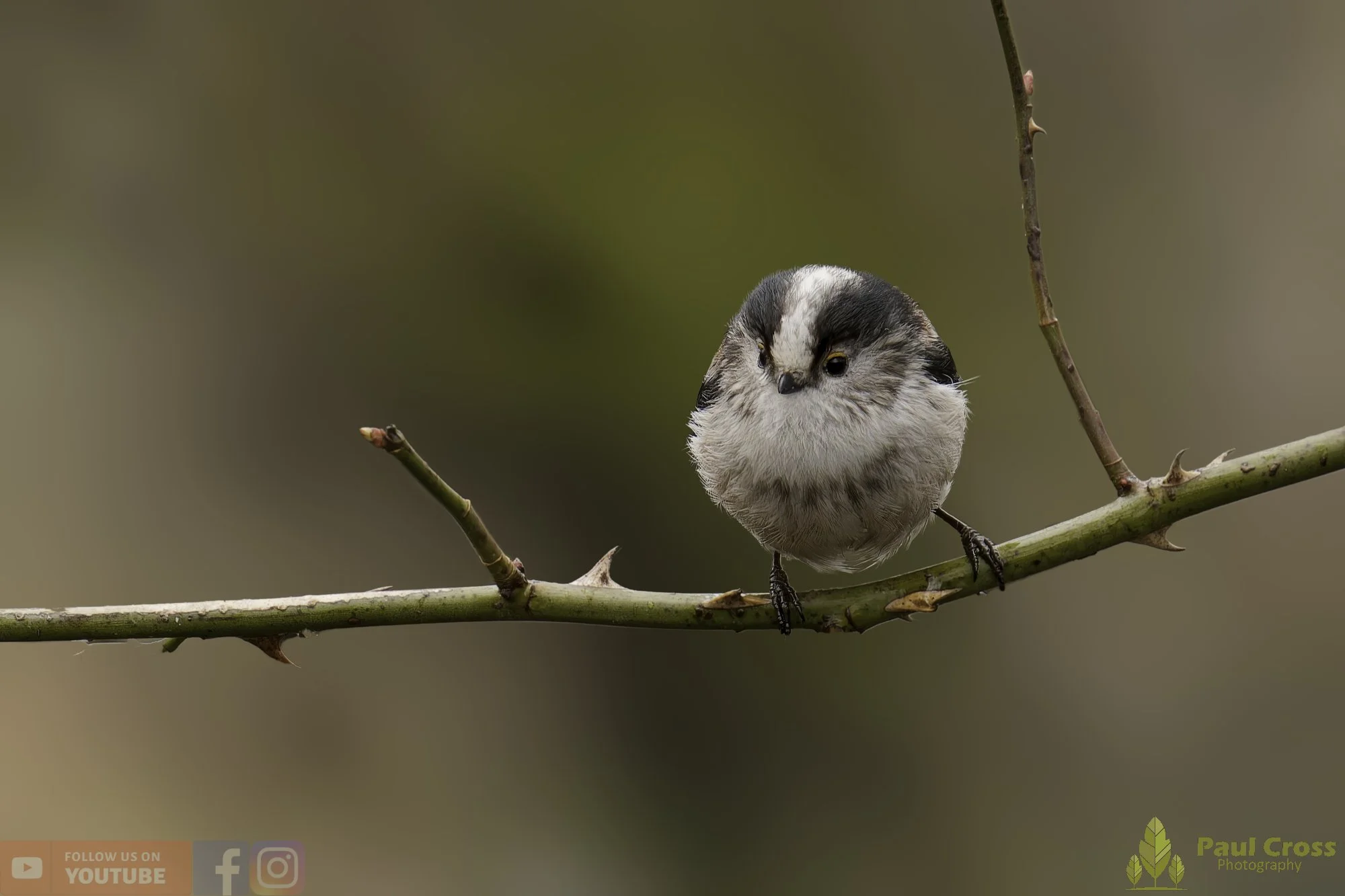 Long Tailed Tit-00362.jpg