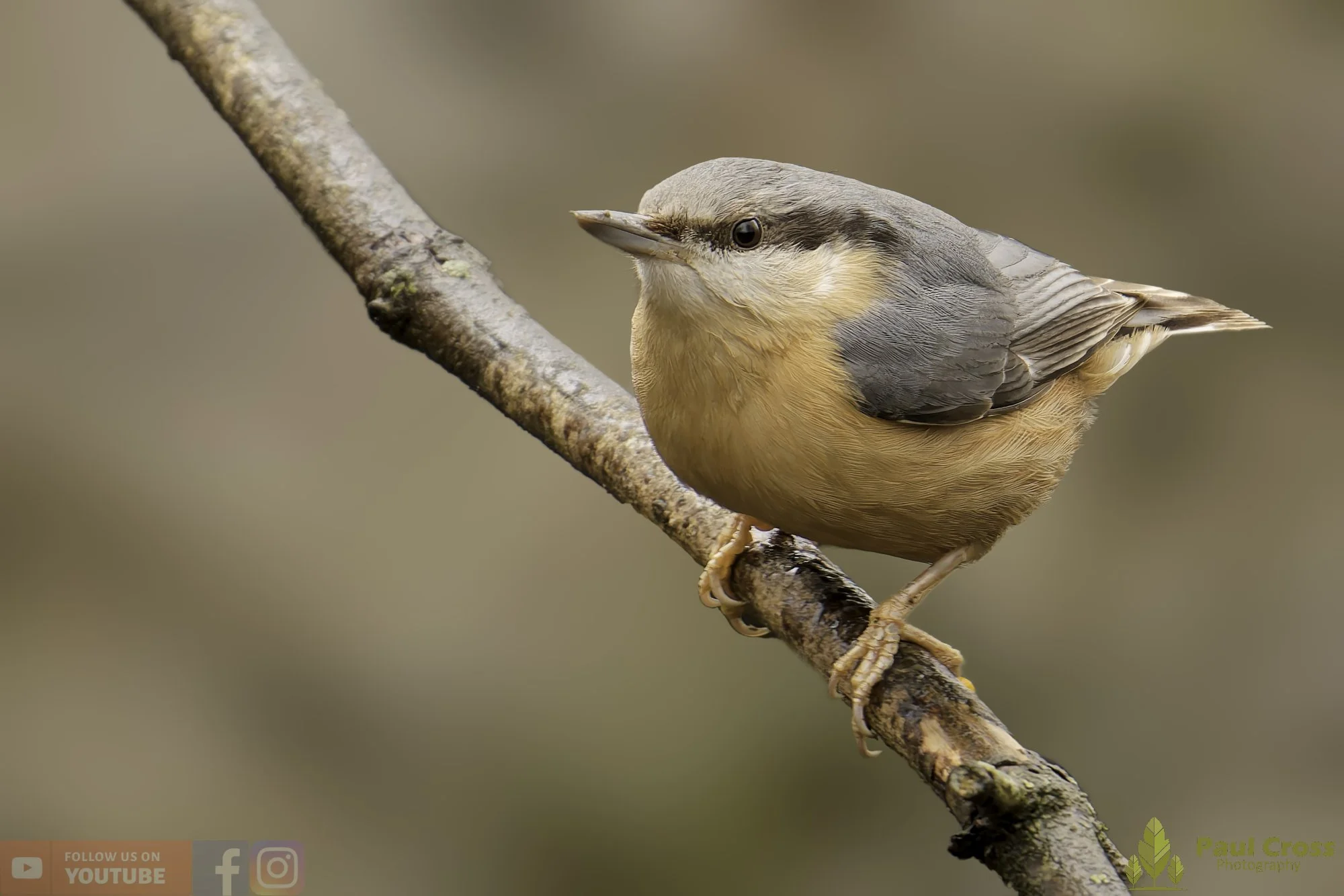 Nuthatch-00301.jpg