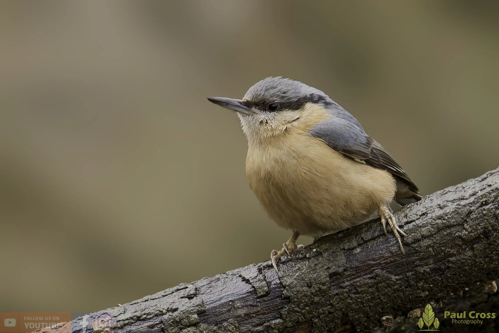 Nuthatch-00305.jpg