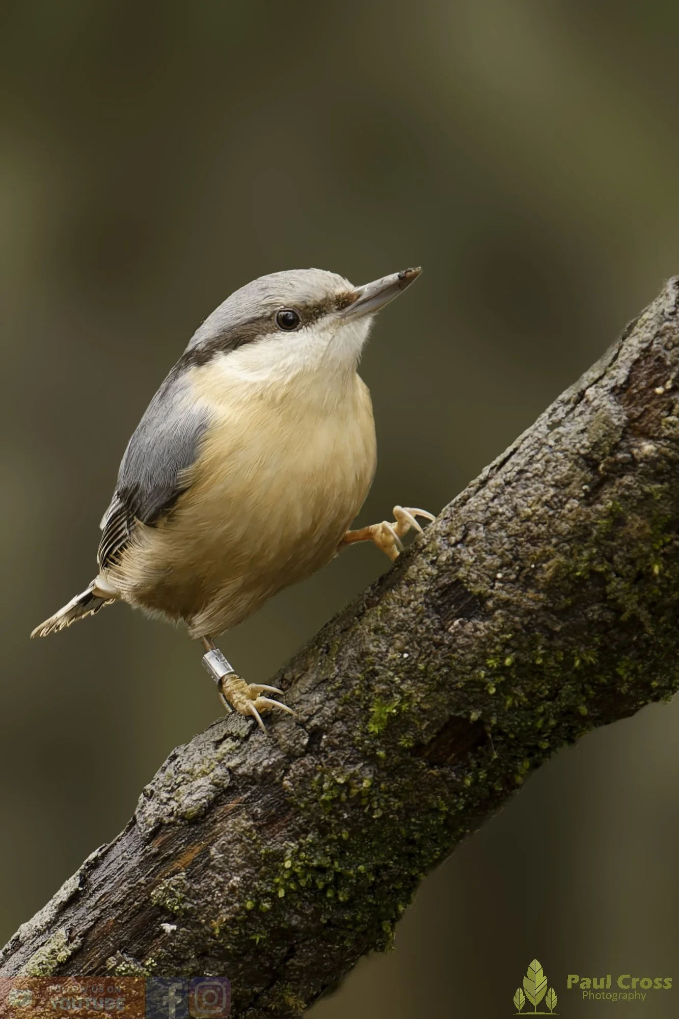 Nuthatch-00307.jpg